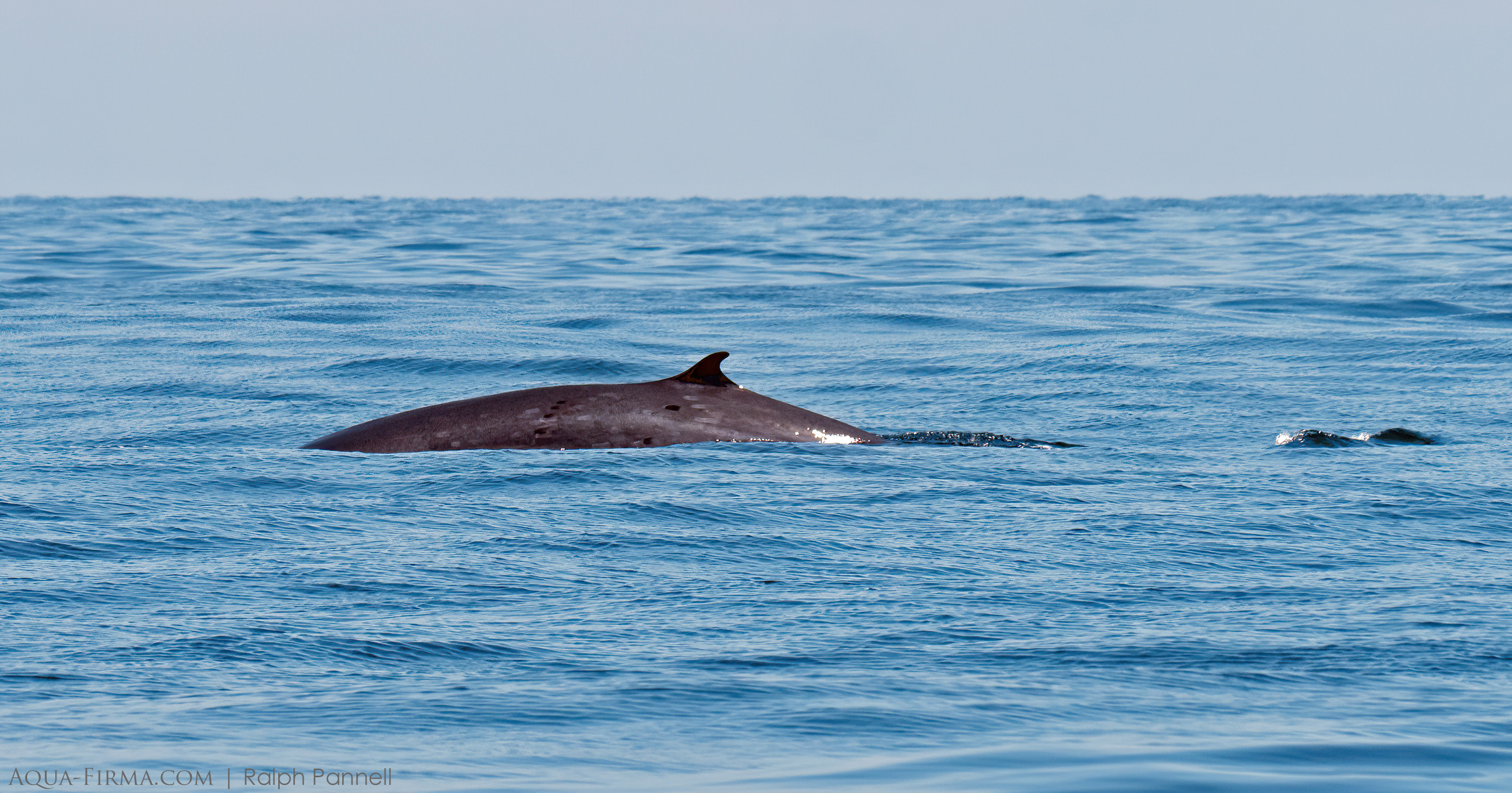 Omura Whale Madagascar Nosy Be