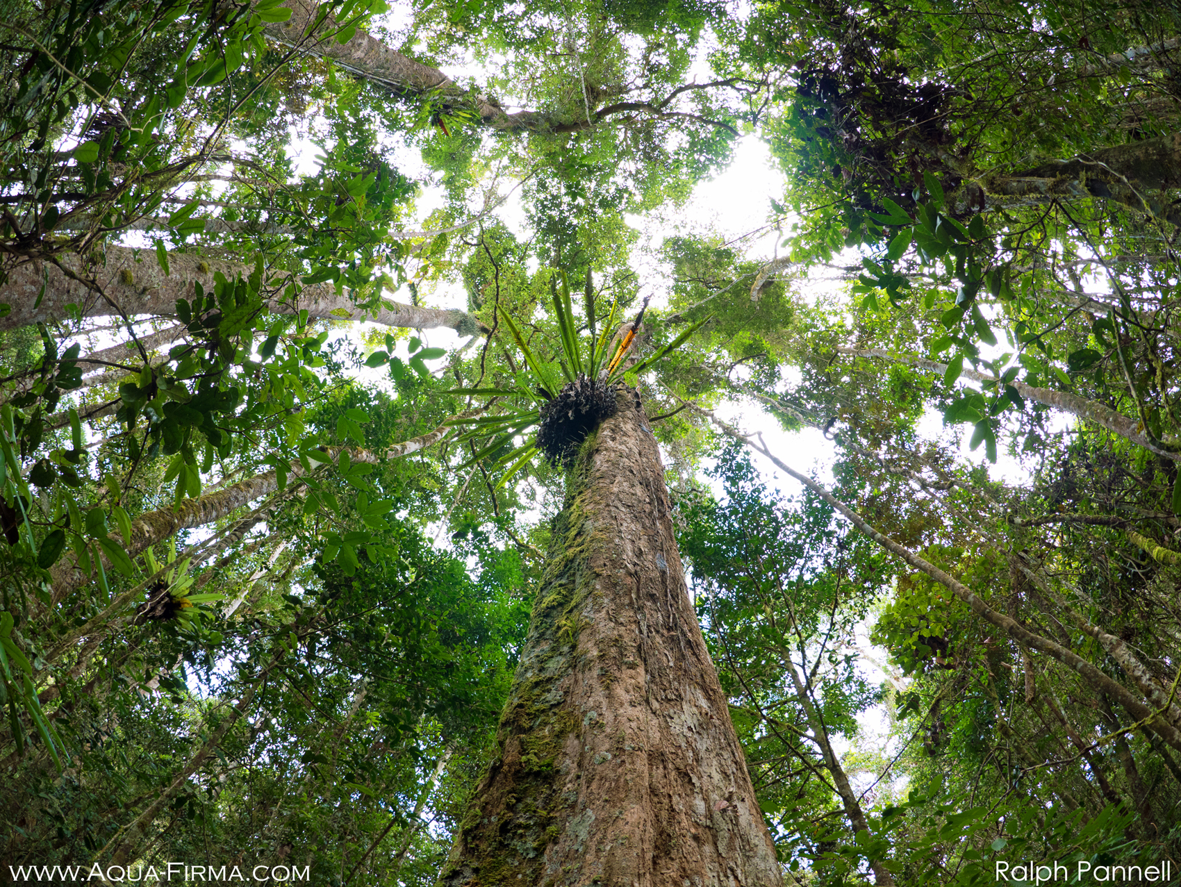 Rainforest Floor to Canopy Madagascar photograph Ralph Pannell