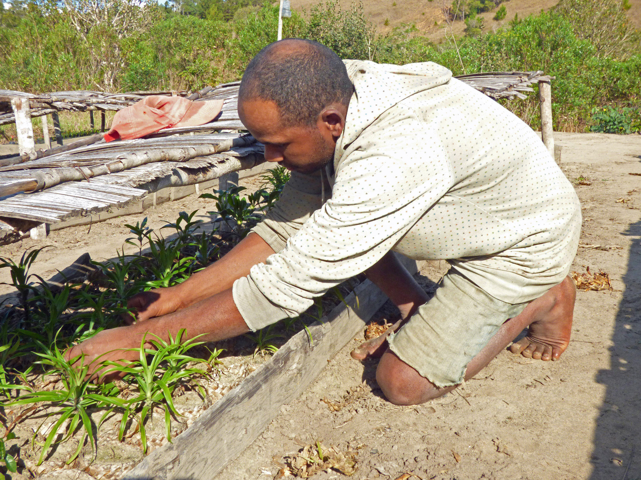 Tree Planting in Madagascar Rewilding Reforestation Habitat Regeneration