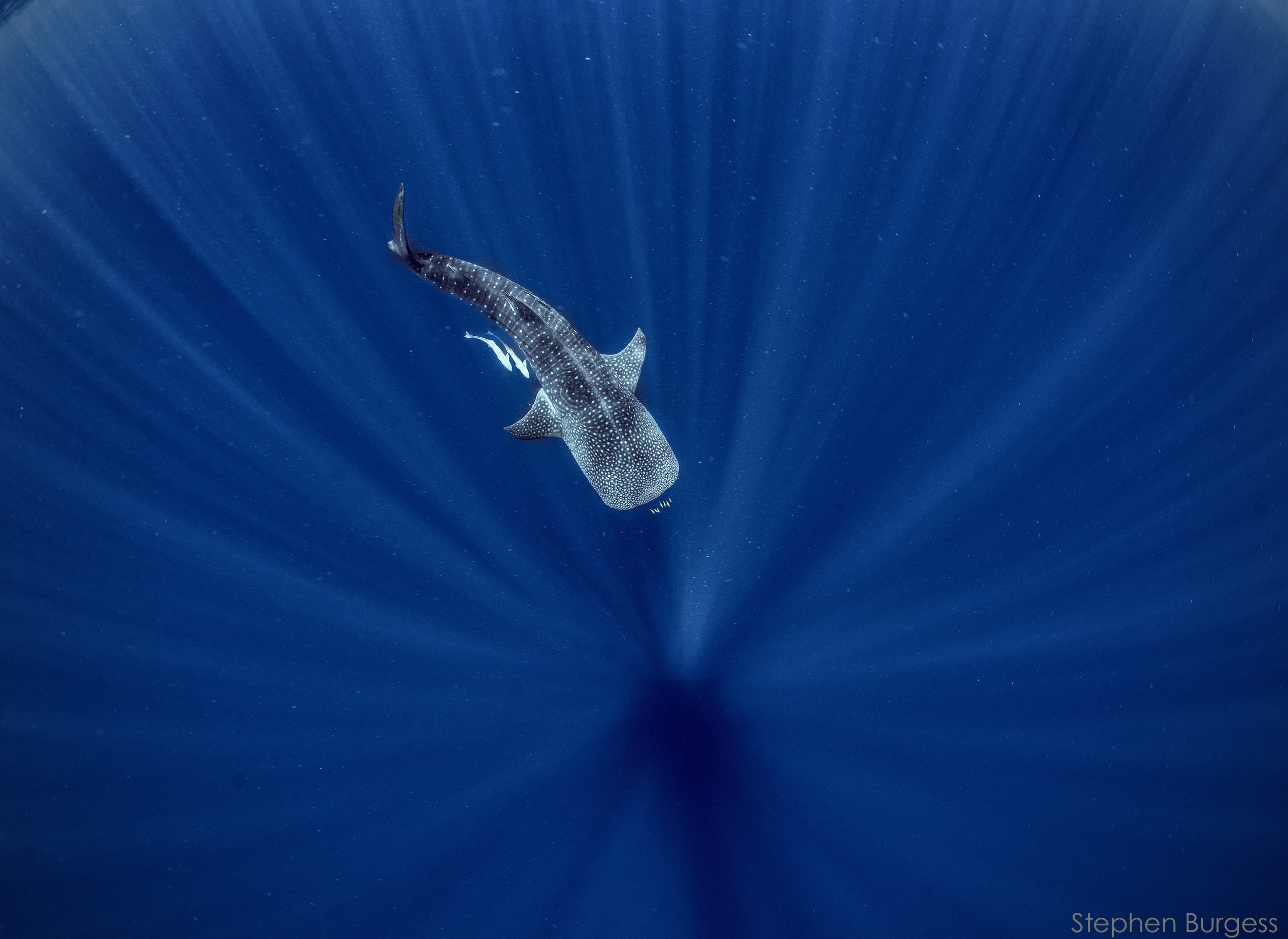 whale shark madagascar nosy be