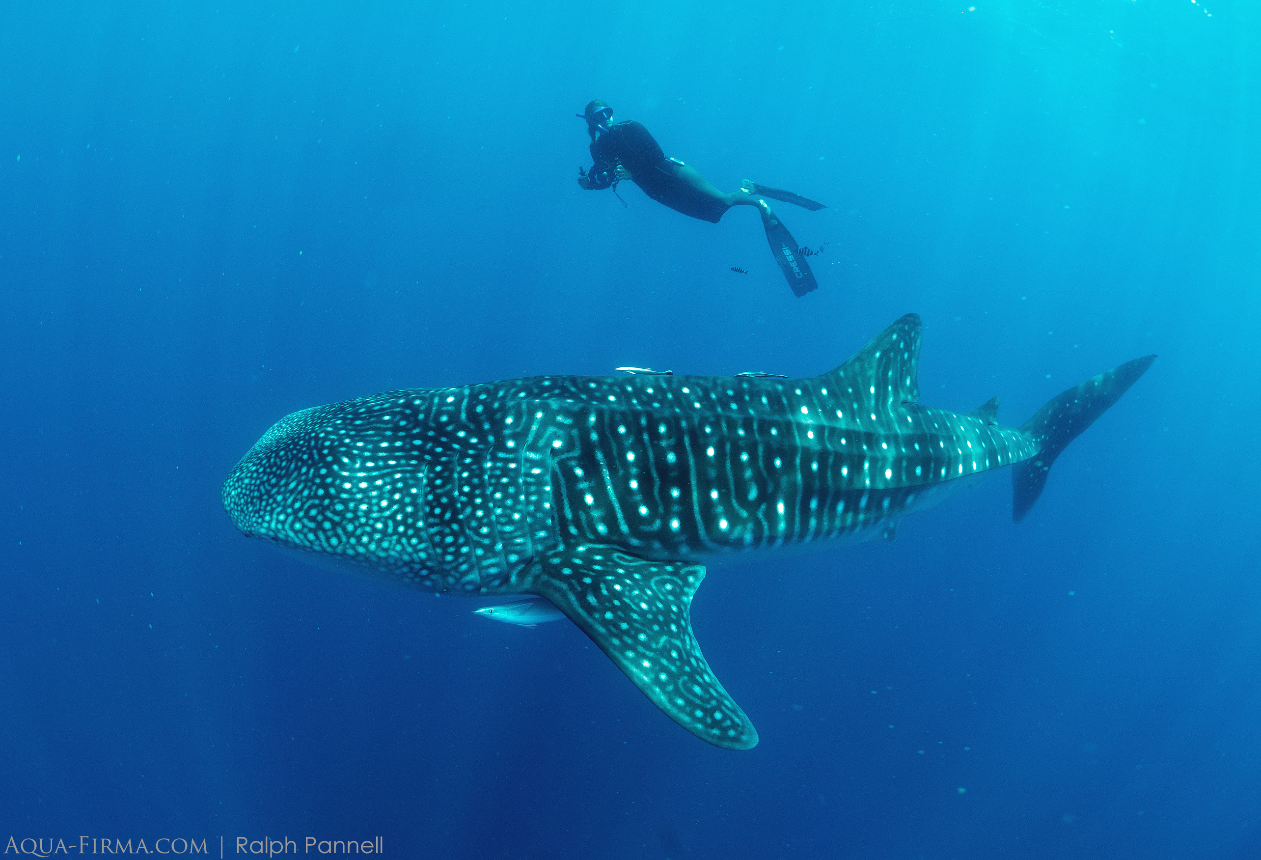 Whale Shark ID Madagascar