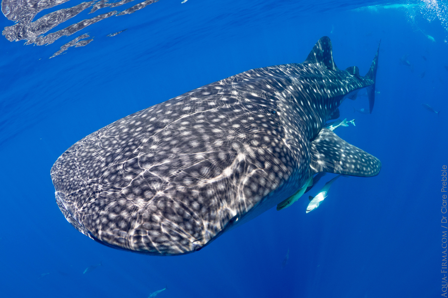 Whale Shark Madagascar research project Dr Clare Prebble MMF