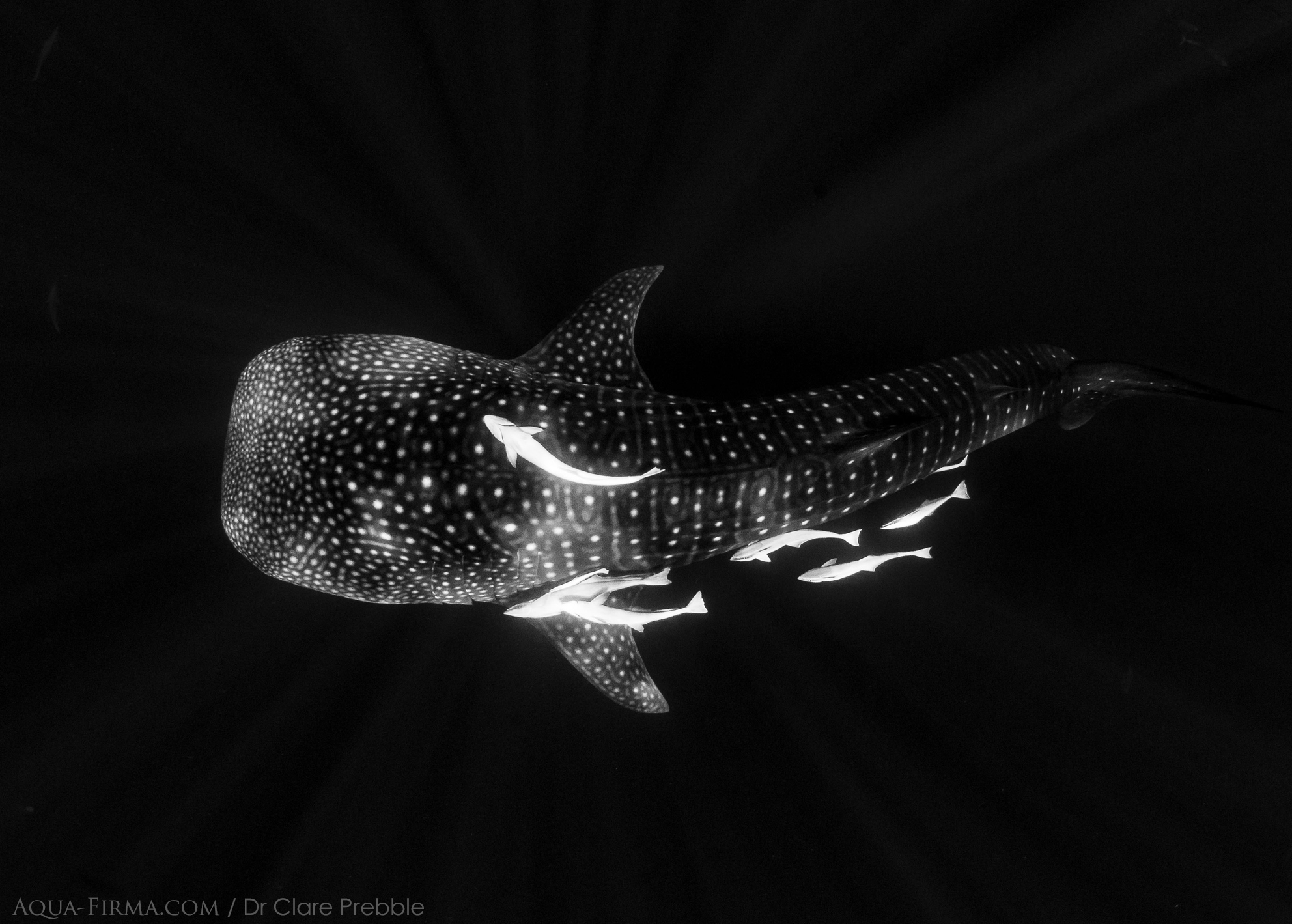 Diving with Whale Shark Madagascar Dr Clare Prebble