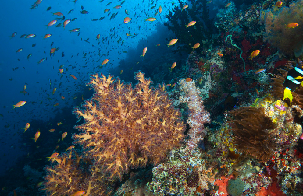 Healthy Coral Reefs in the Maldives