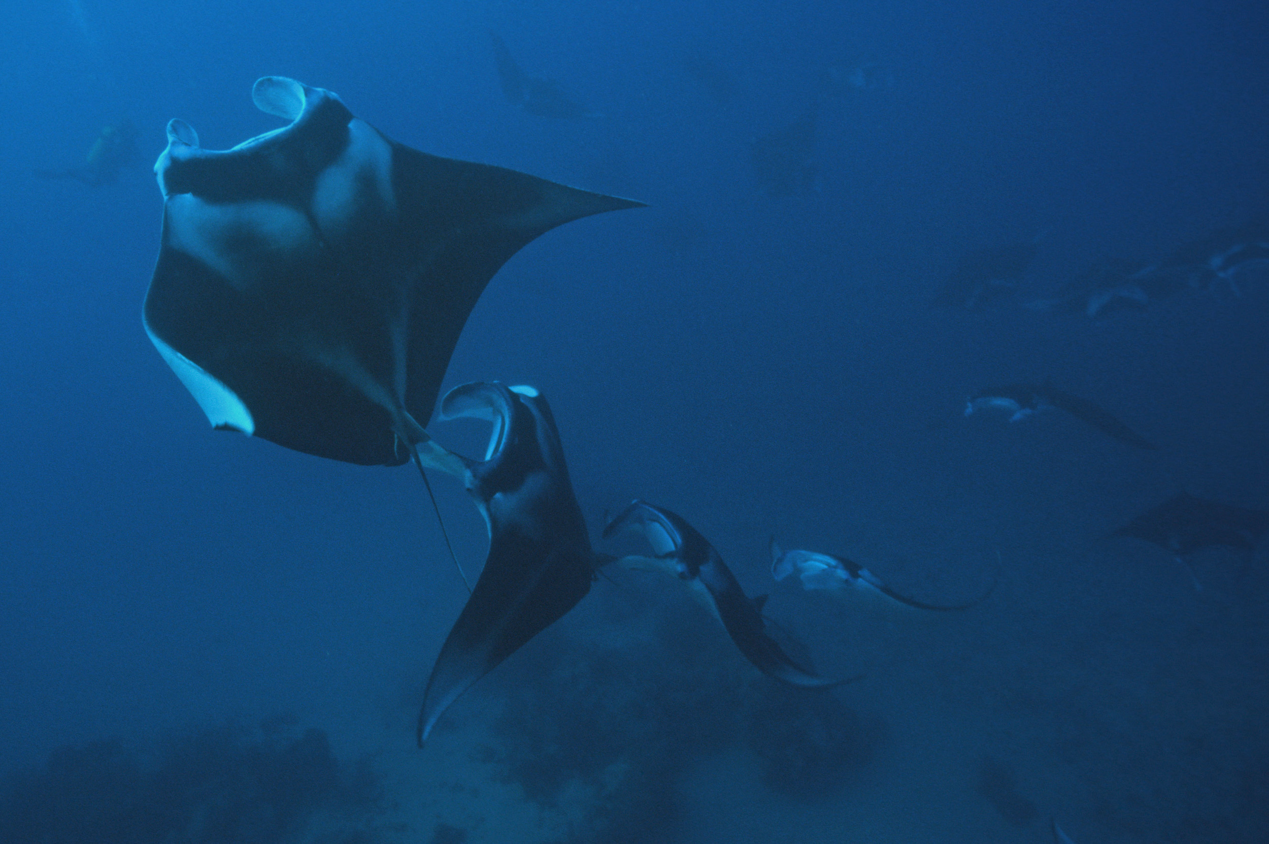 Manta Rays at Filitheyo Resort Maldives