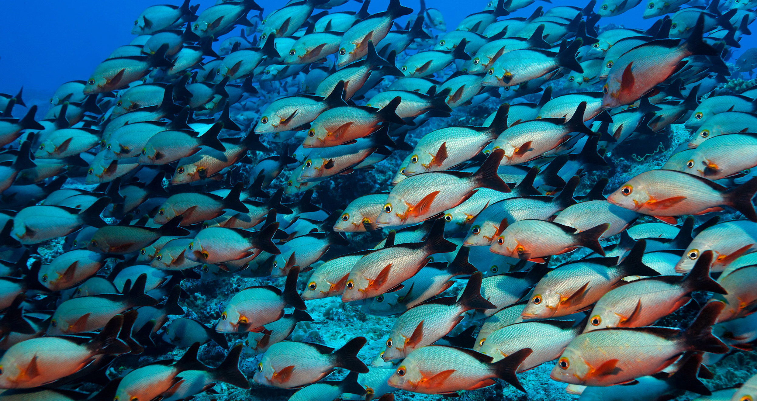 Maldives Deep South Dive Liveaboard for healthy marine life and coral reefs