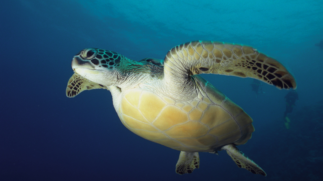 Turtle at Komandoo Maldives