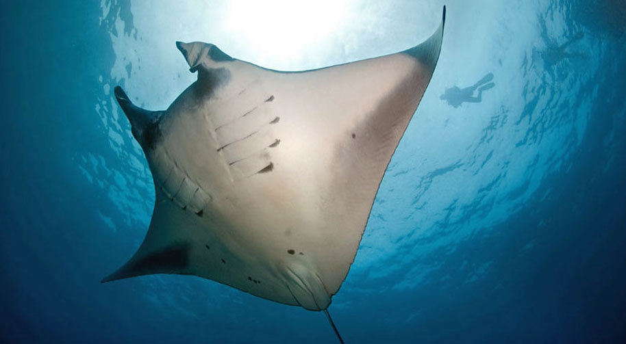 Diving with Manta Rays on Maldives Dive Liveaboard to South Central atolls