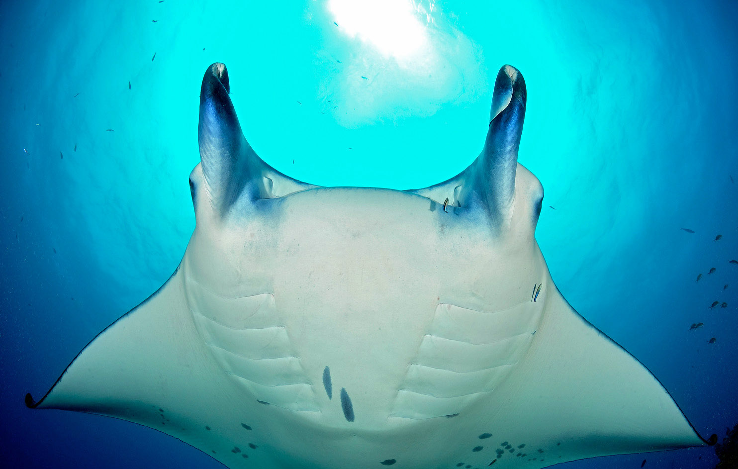 Manta Ray Maldives coral reefs scuba diving