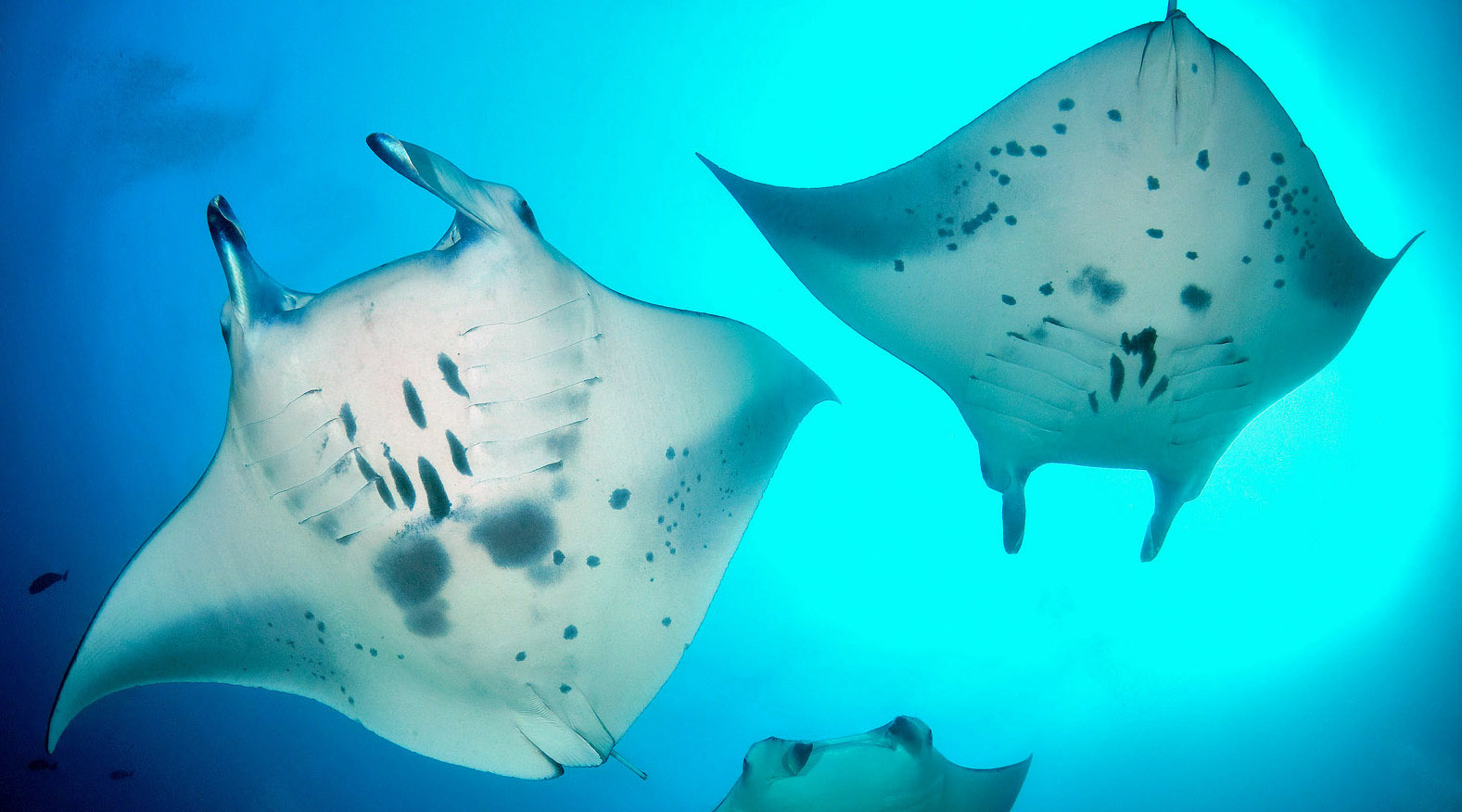 Diving with Manta Rays on Maldives Dive Liveaboard Deep Southern Atolls