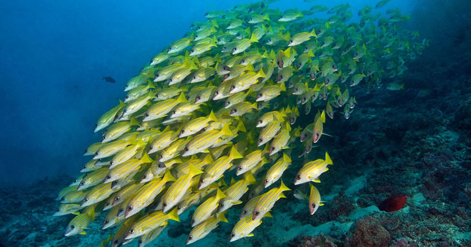 Maldives Dive Liveaboard to South Central atolls underwater photography