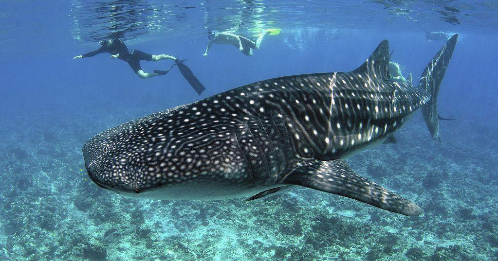 Snorkelling with Whale Sharks in the Maldives