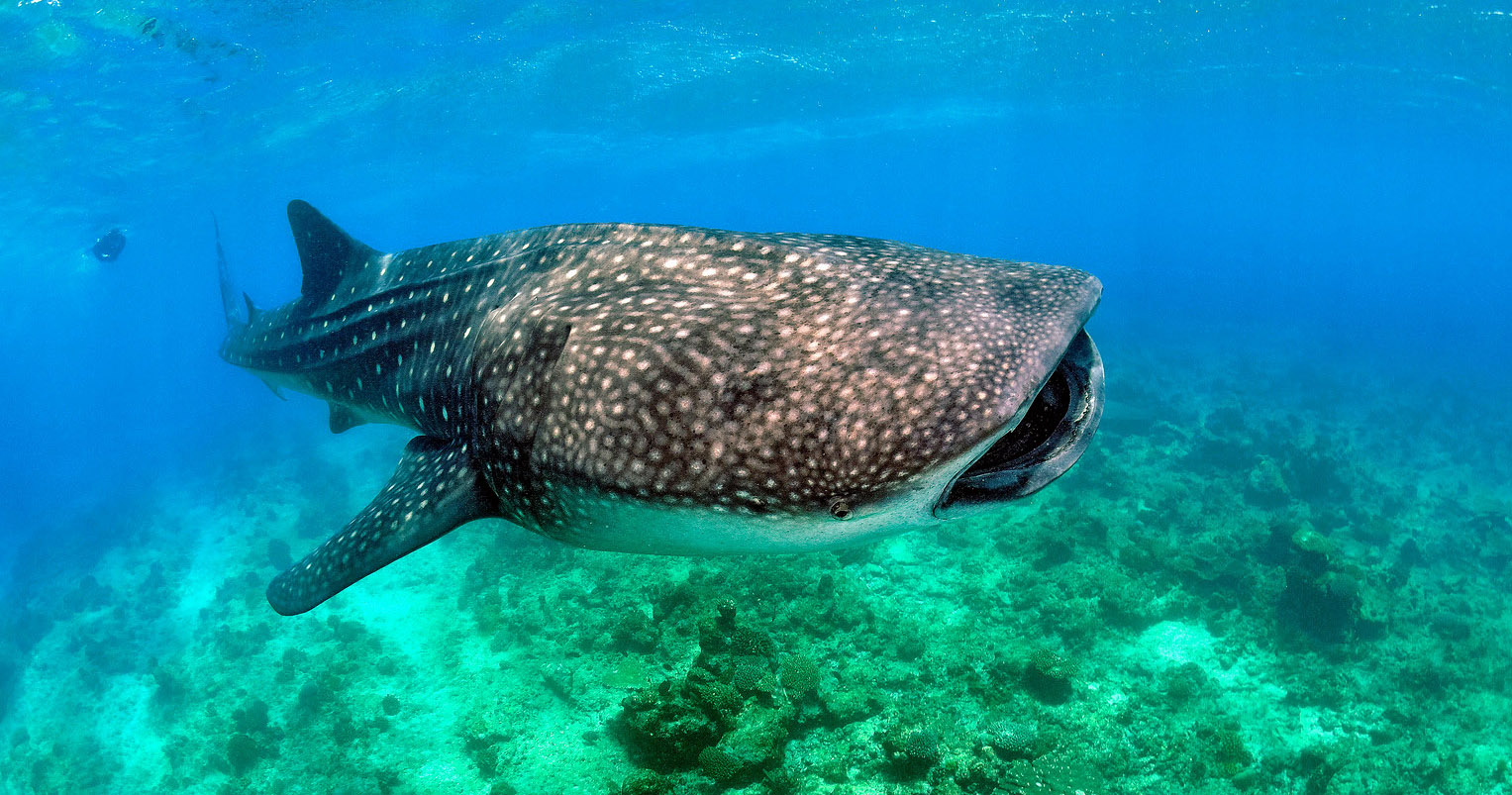 Snorkelling with Whale Sharks in the Maldives