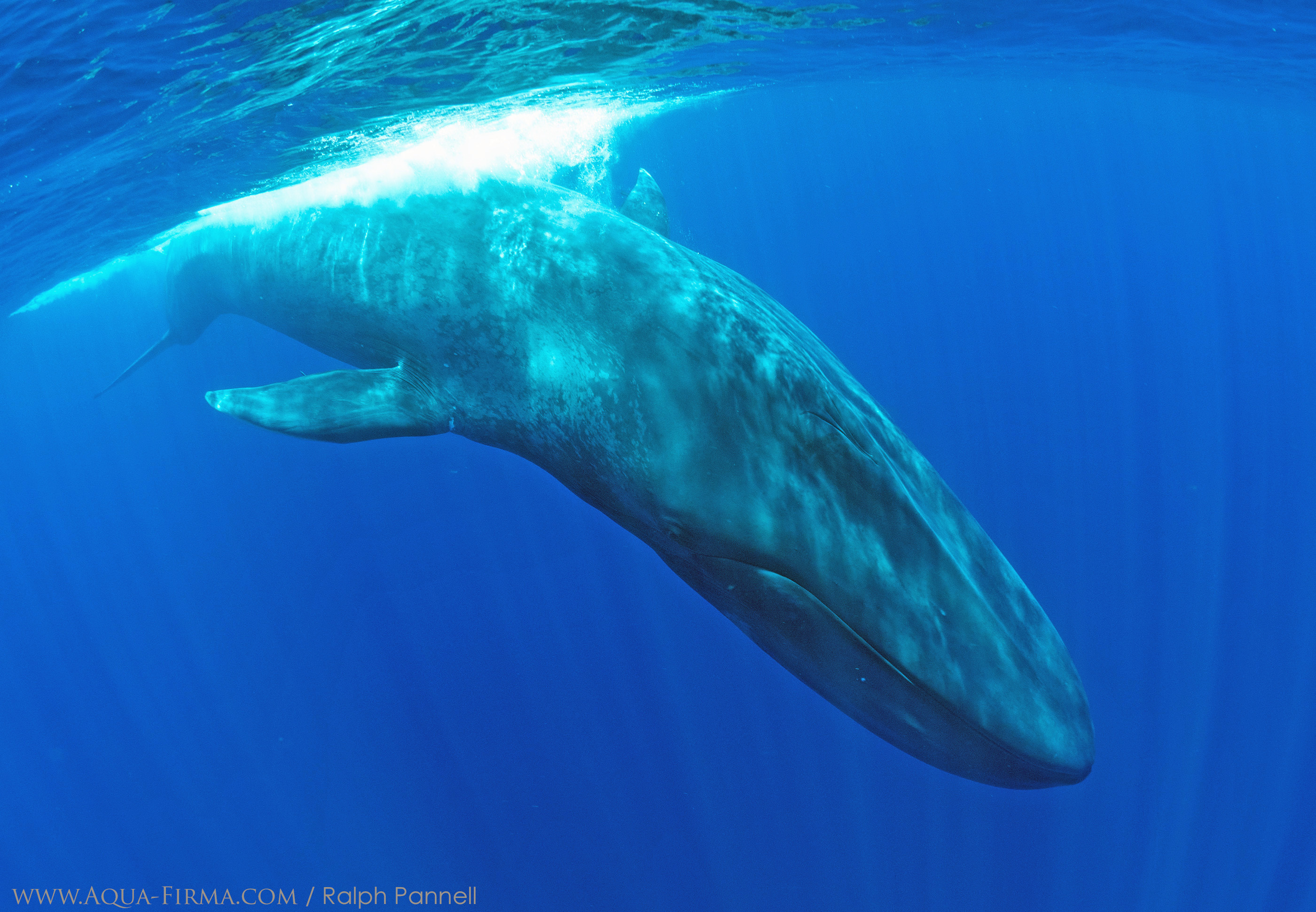 Blue Whale at the surface about to dive Sri Lanka underwater photography by Ralph Pannell Aqua-Firma