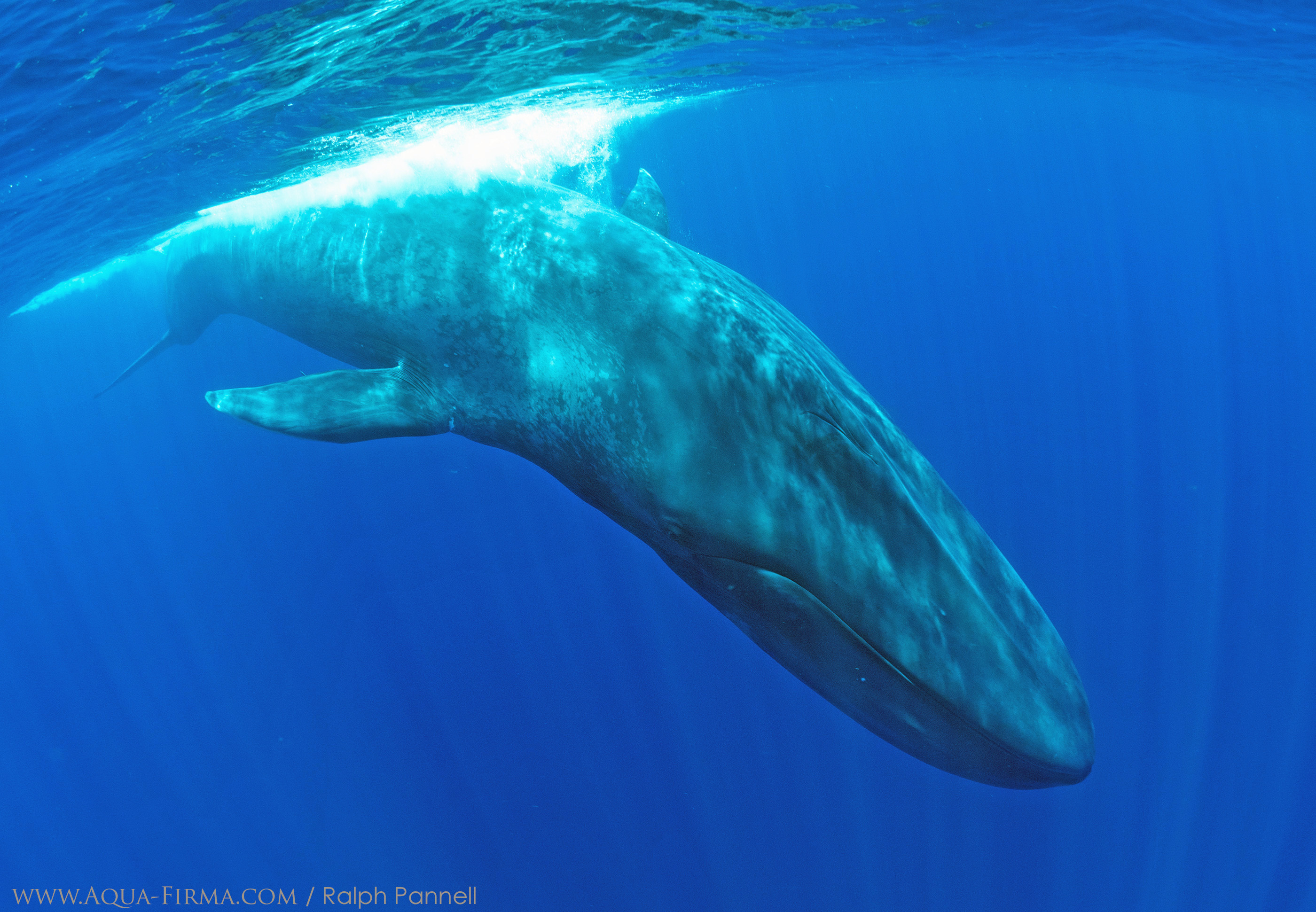 Underwater Blue Whale Photography