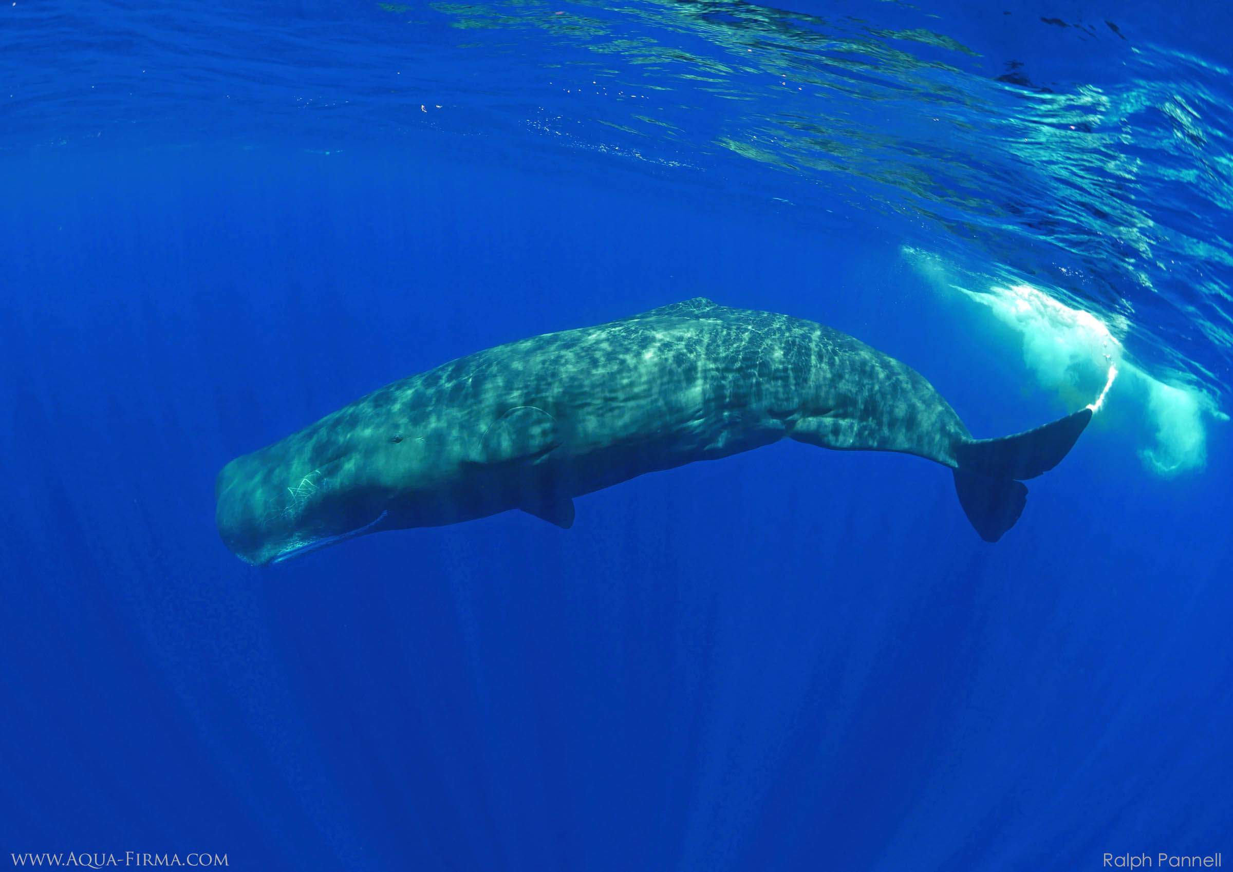 Snorkel with a Sperm Whale in Sri Lanka - underwater photography by Ralph Pannell Aqua-Firma