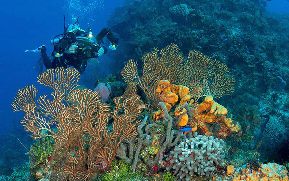 Cozumel Coral Reef Diving
