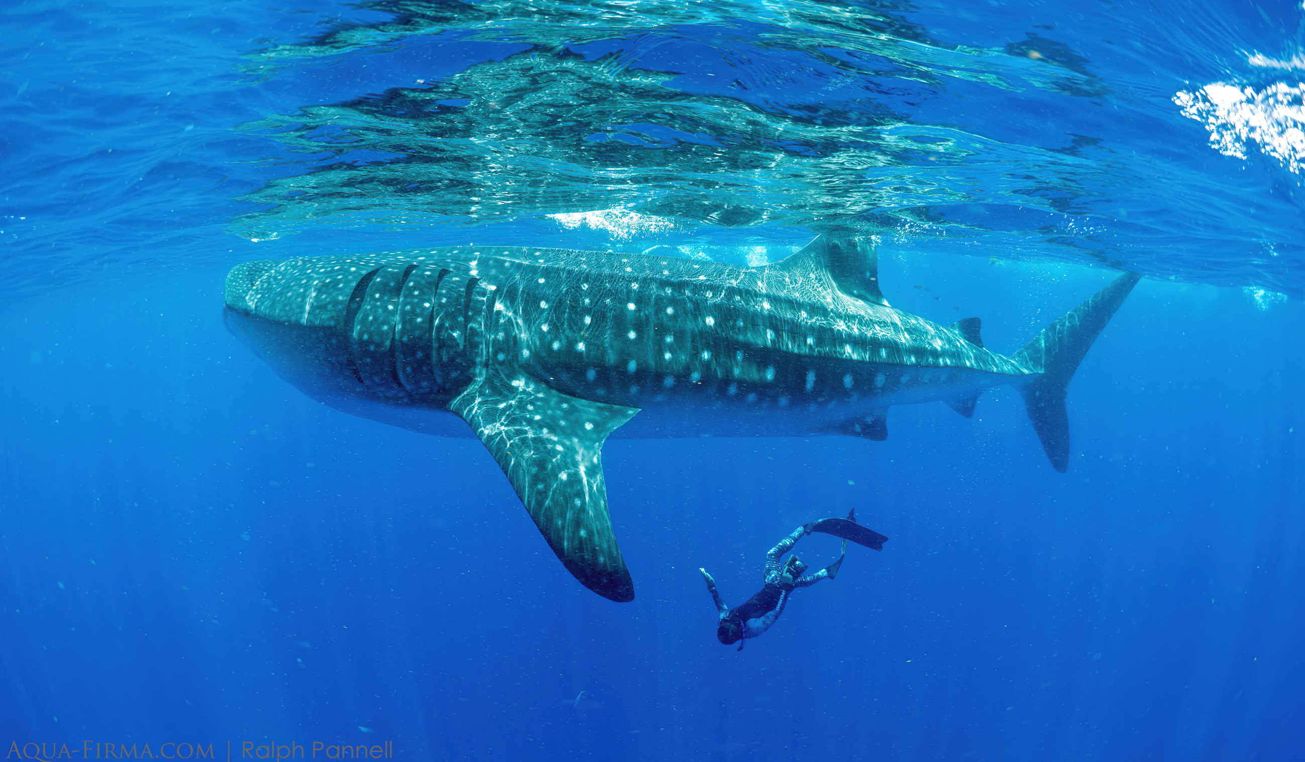 Whale Shark MMF researcher checking gender Mexico freediving