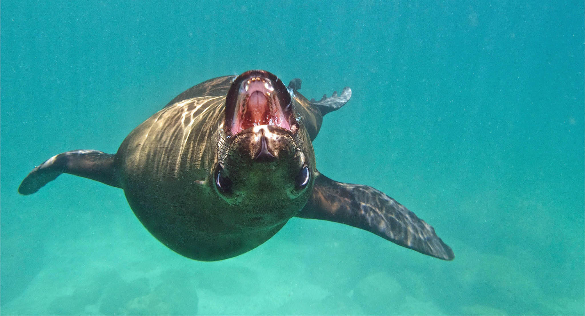 Sealion in Sea of Cortez Mexico Baja California  - Keith & Ginny Birrell