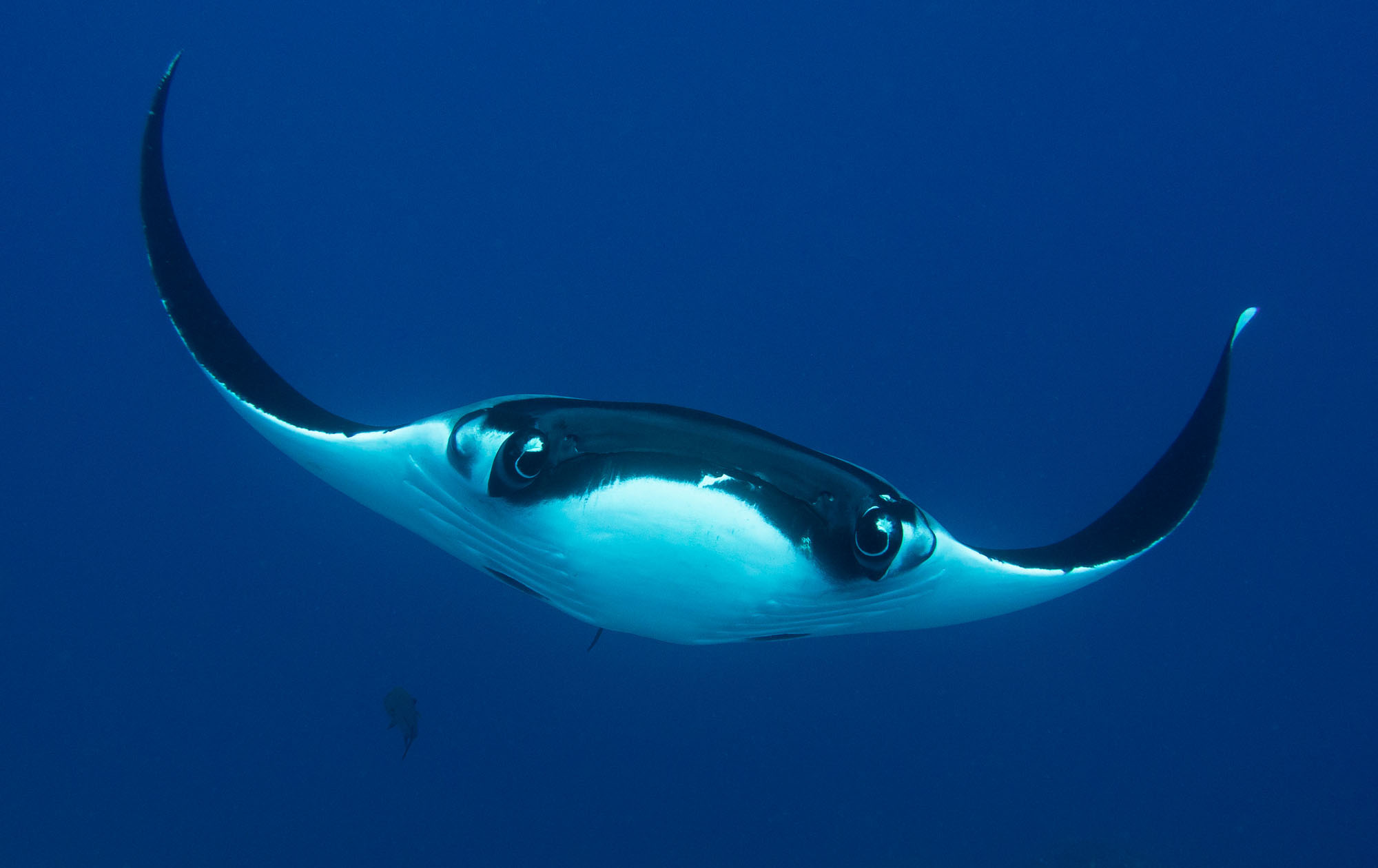 Giant Manta Ray in Socorro - Bob Dobson