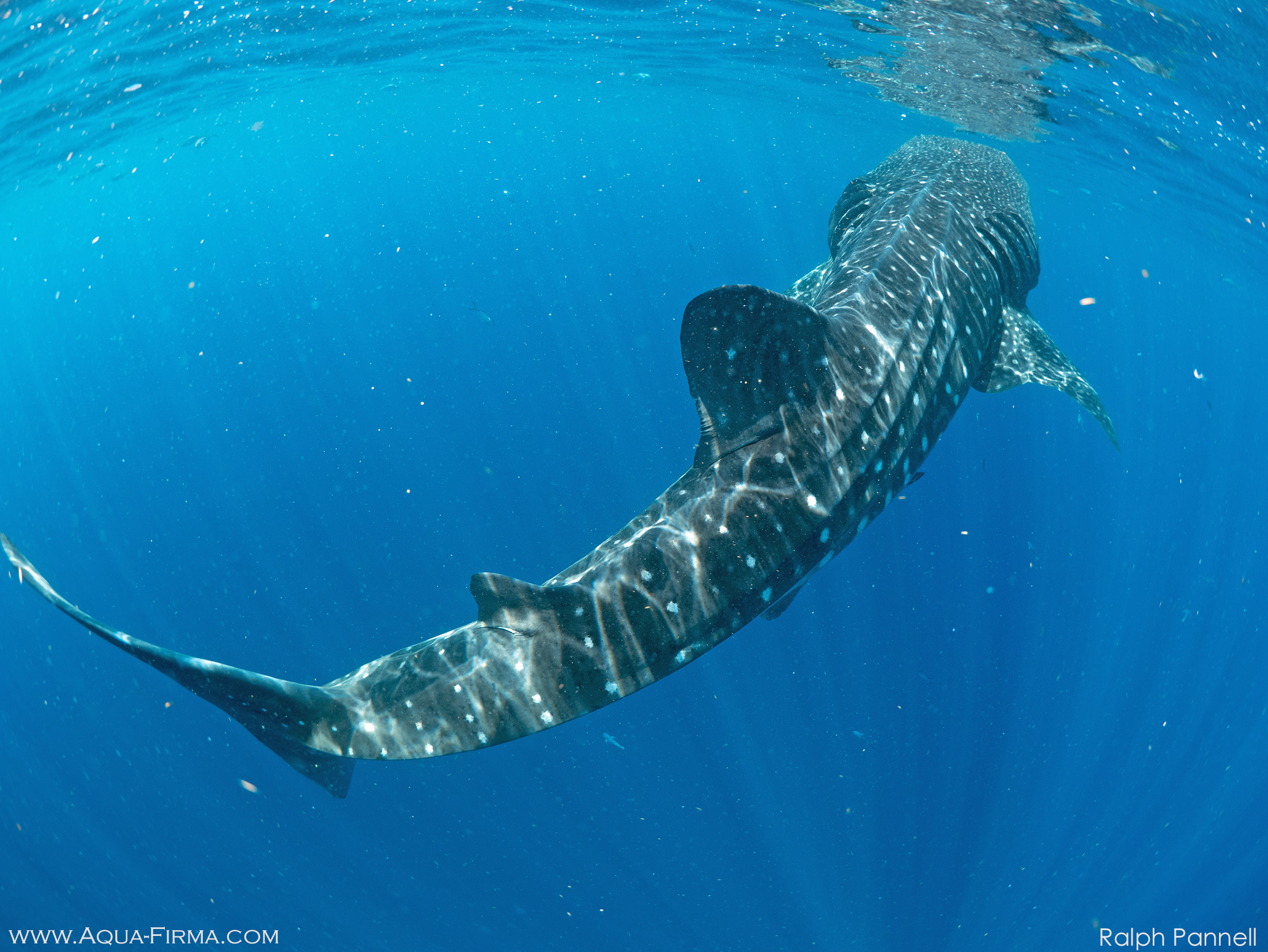 Snorkelling with a Whale Shark in Isla Mujeres - Ralph Pannell