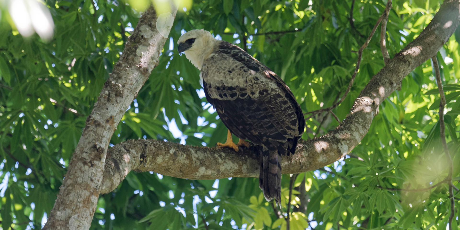 A crested eagle spying from the upper branches of a tree