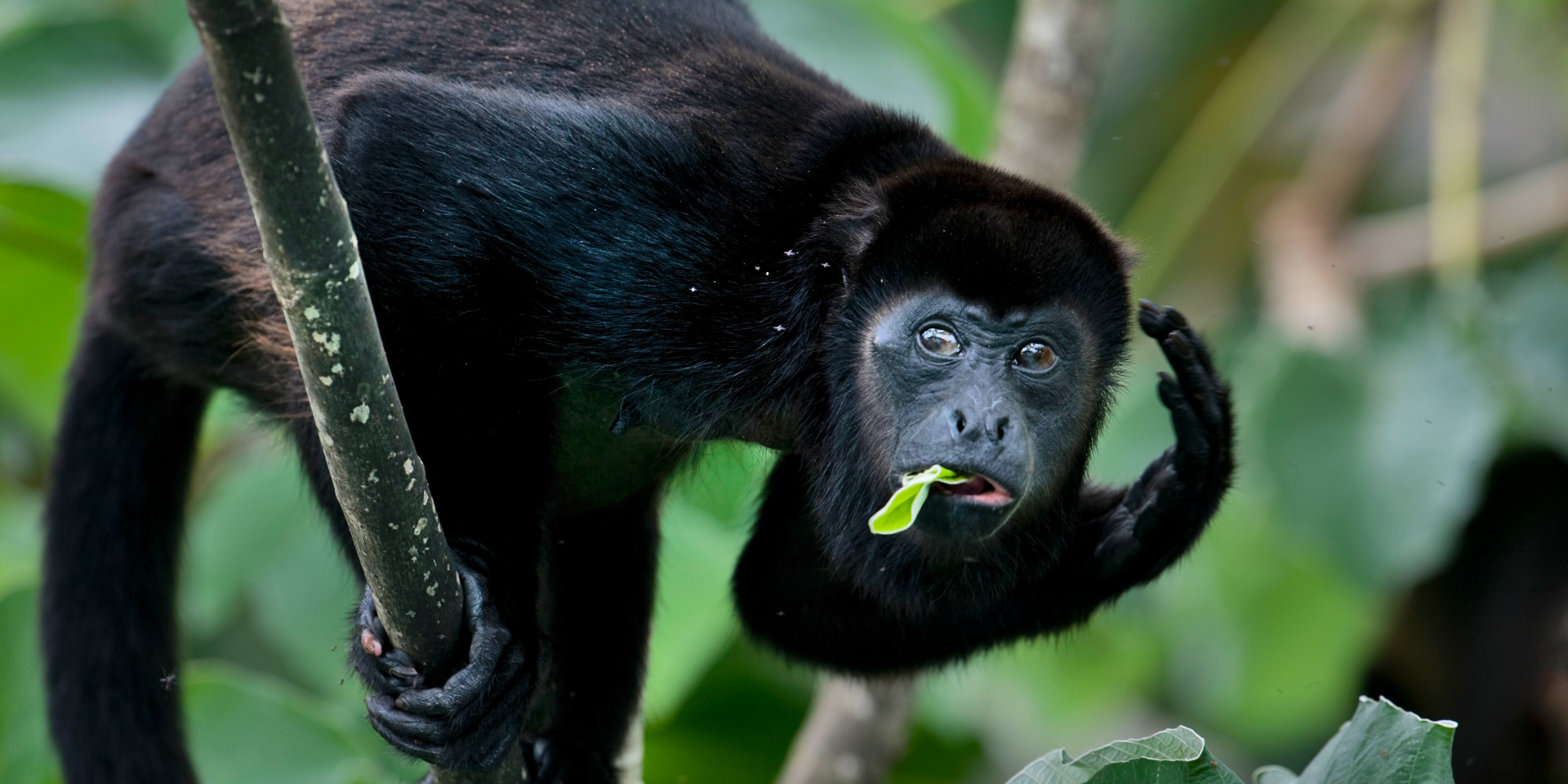 A mantled howler monkey scratches its head with food in its mouth