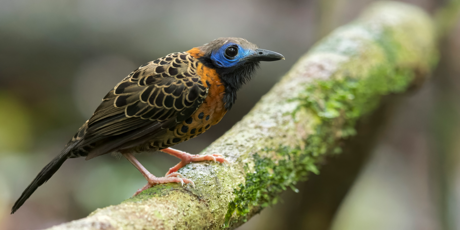 An oscellated antbird resting on a mossy branch in Panama