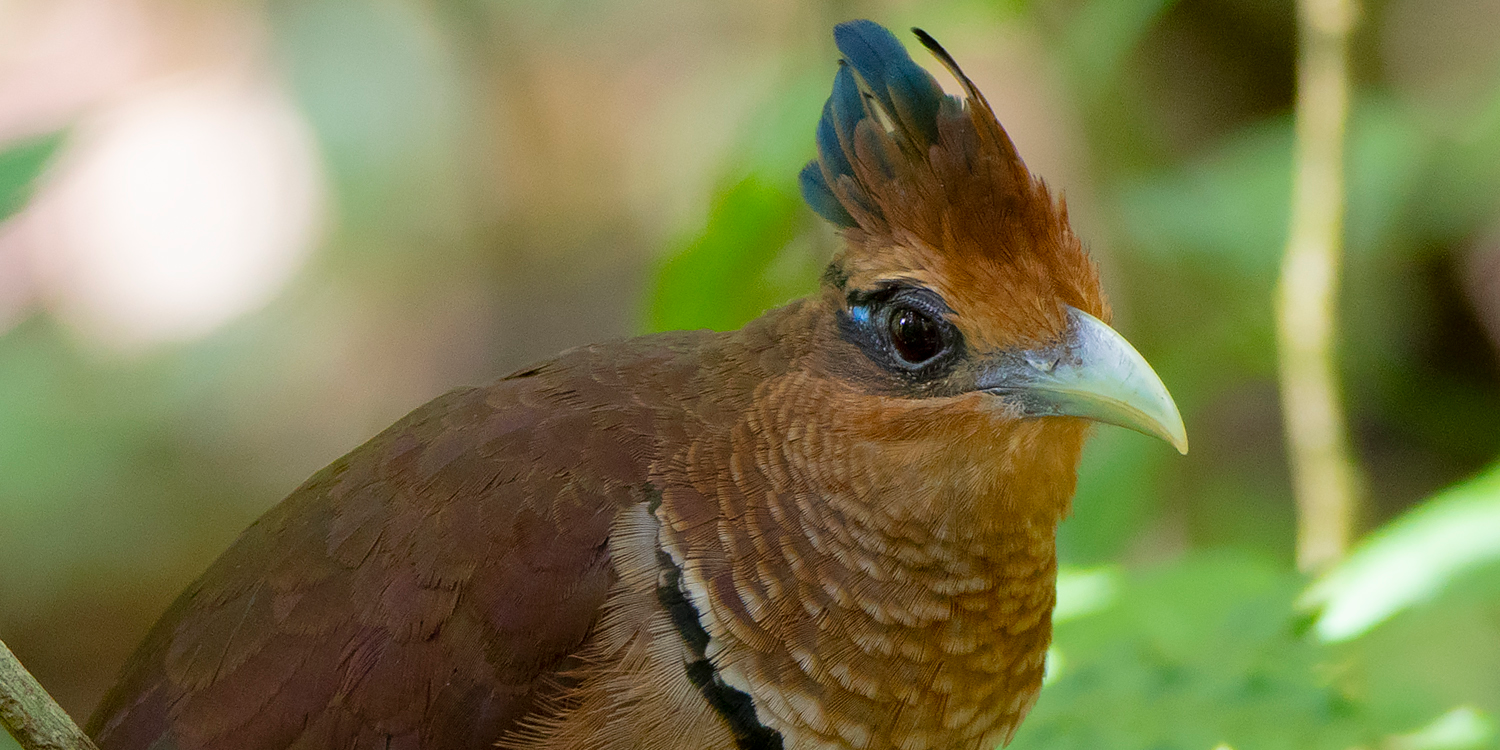 A rare sighting of a rufous vented ground cuckoo