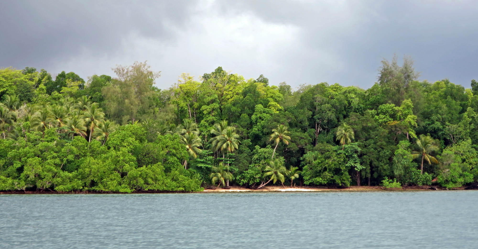 Coastal Forest in New Ireland - Ralph Pannell