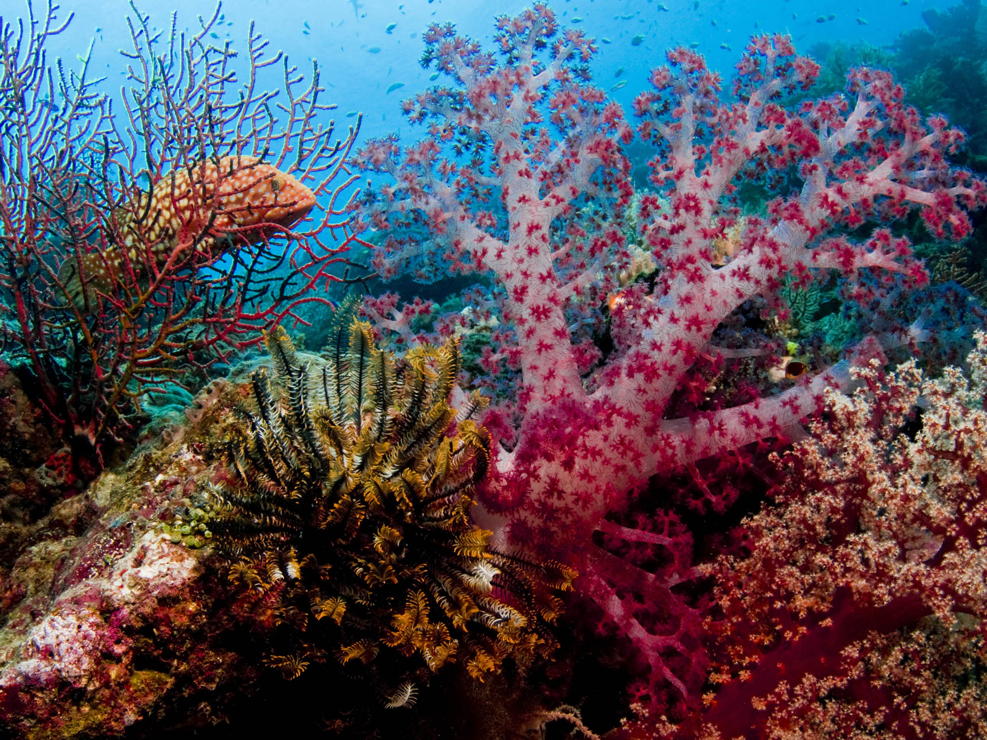 Coral Reef in New Ireland