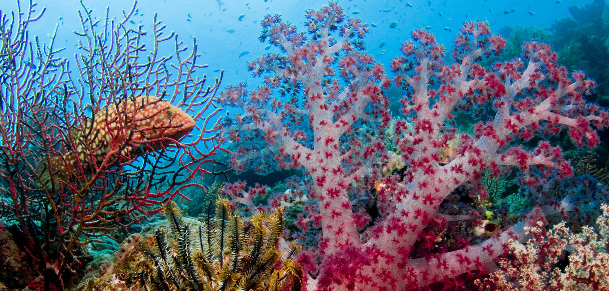 Coral Reef in New Ireland