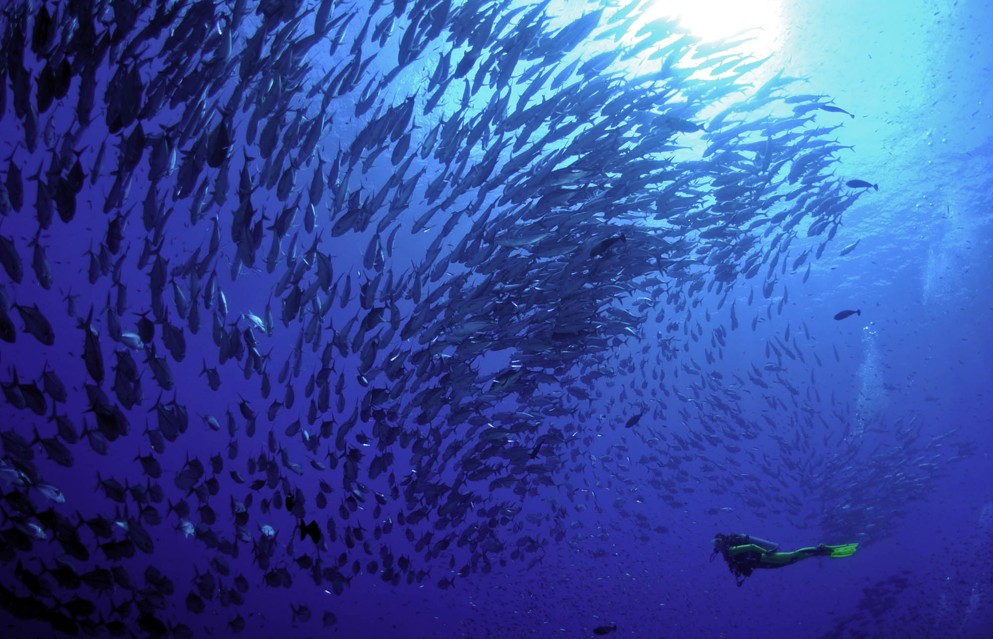 Schooling Fish in New Britain - Marcelo Krause