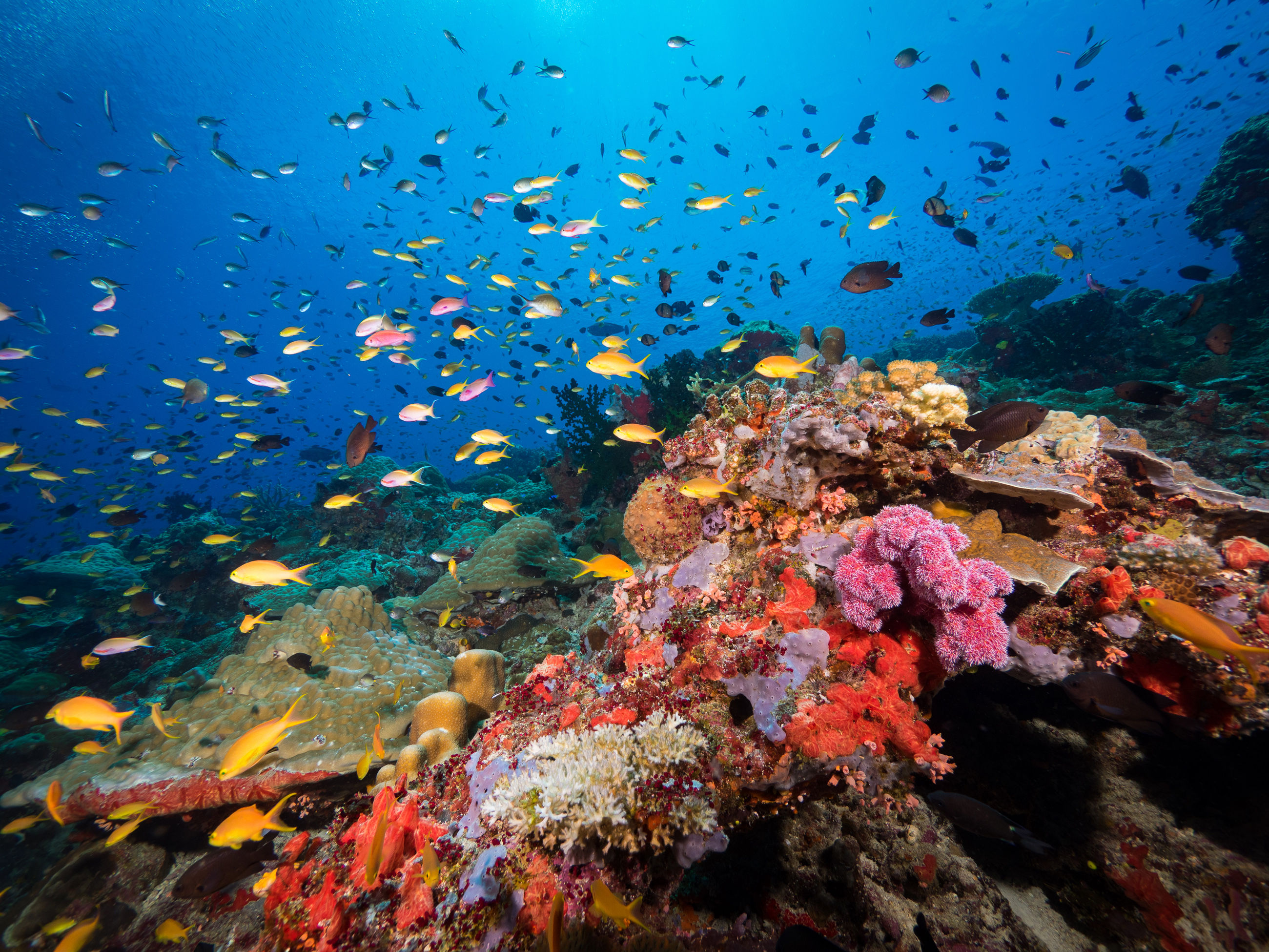 Papua New Guinea coral reef Tufi
