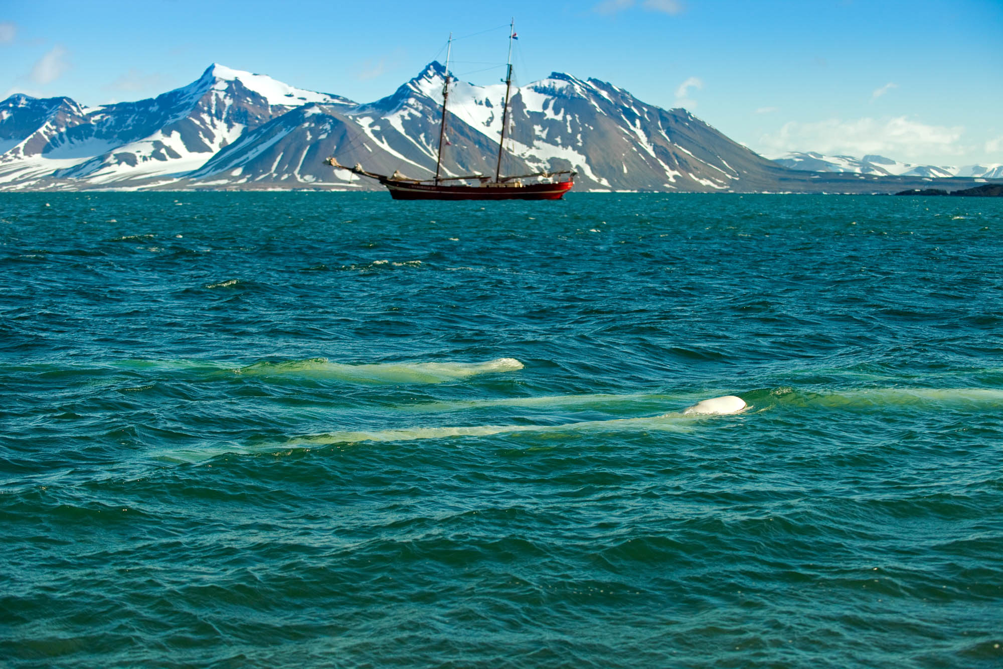 Beluga Whales with Sailing Ship - David Slater