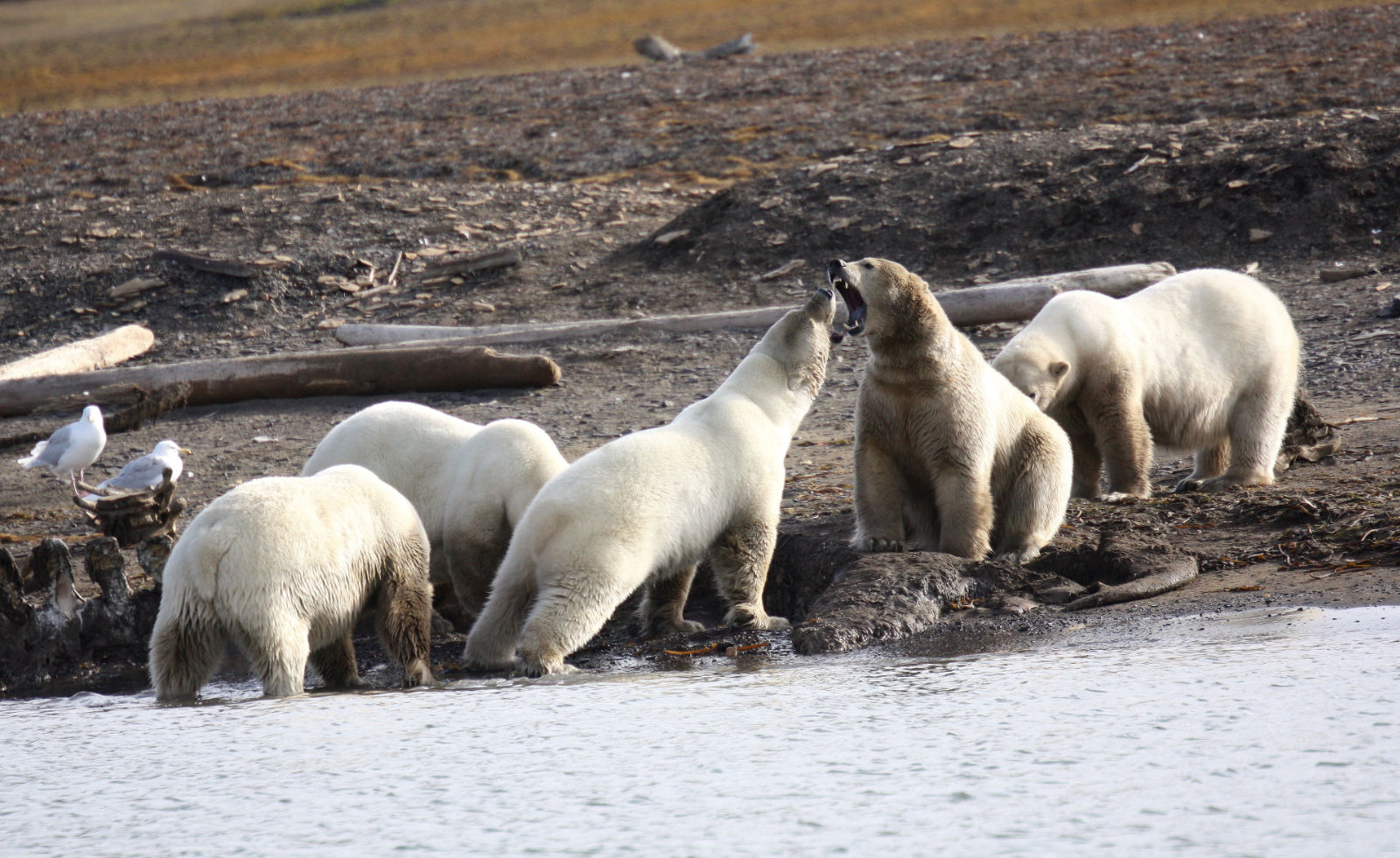 Polar Bears on Whale Carcass - Pippa Zintilis