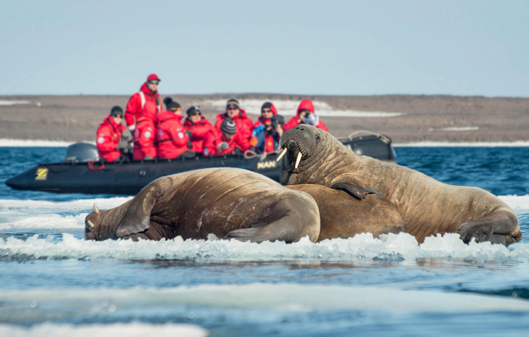Walrus in Franz Josef Land