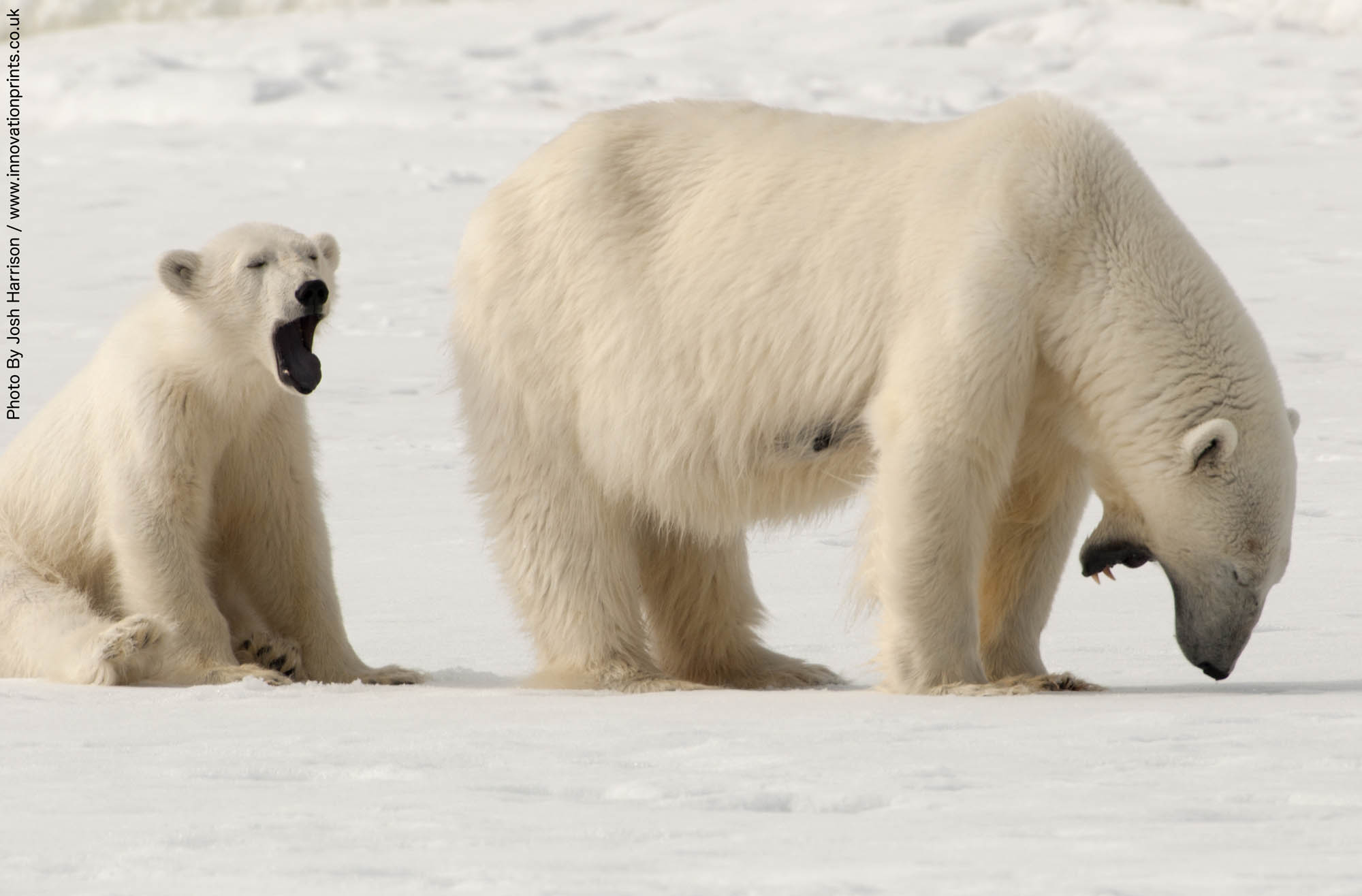 Polar Bear with Cub - Joshua Harrison