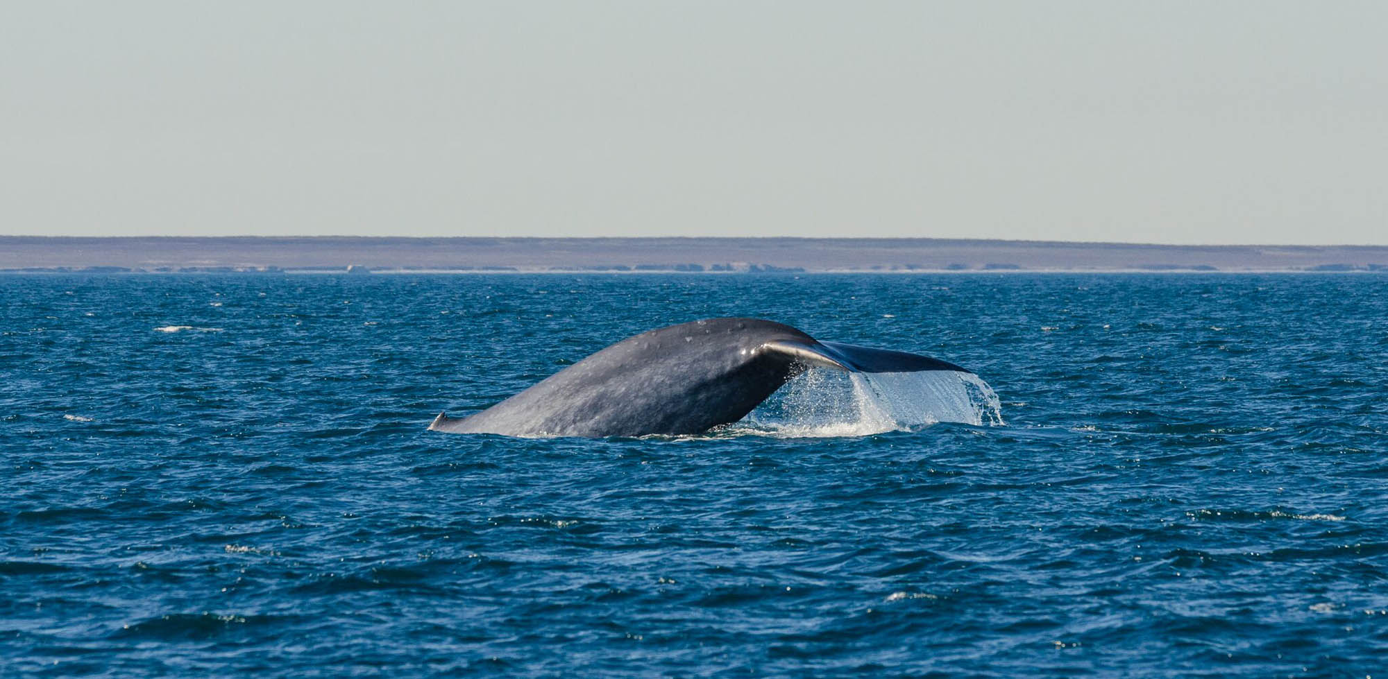 Blue Whale - Jim & Sarah Kier