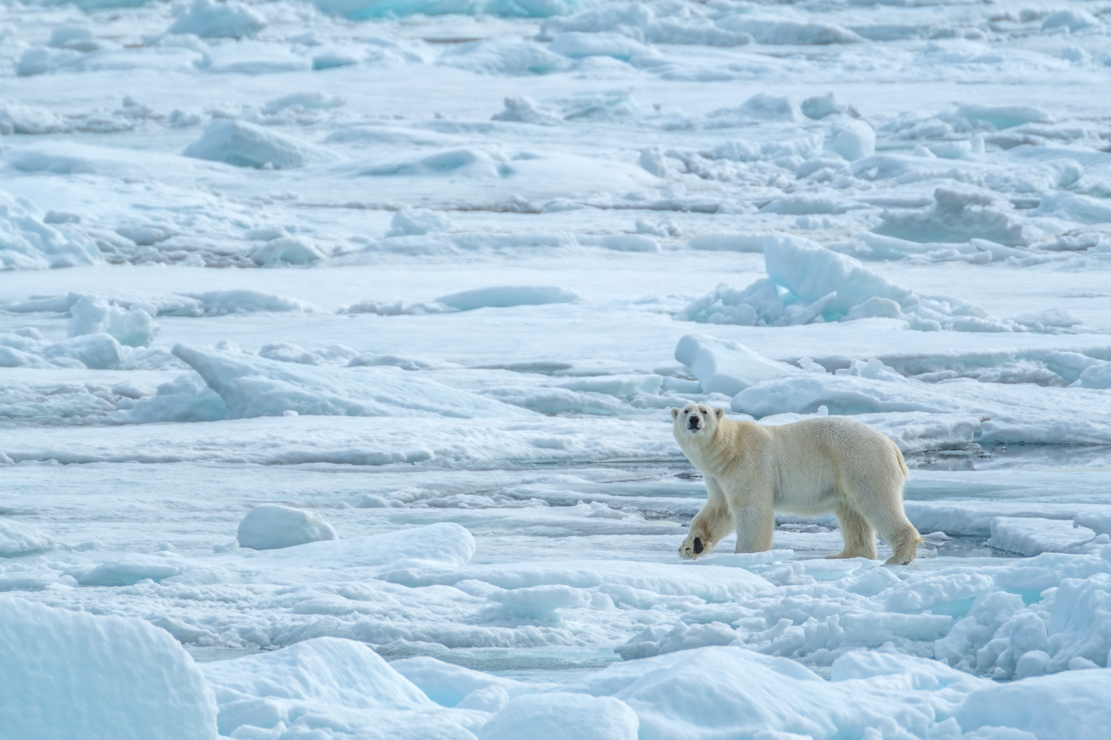 Polar Bear on Pack Ice - Bjoern Koth