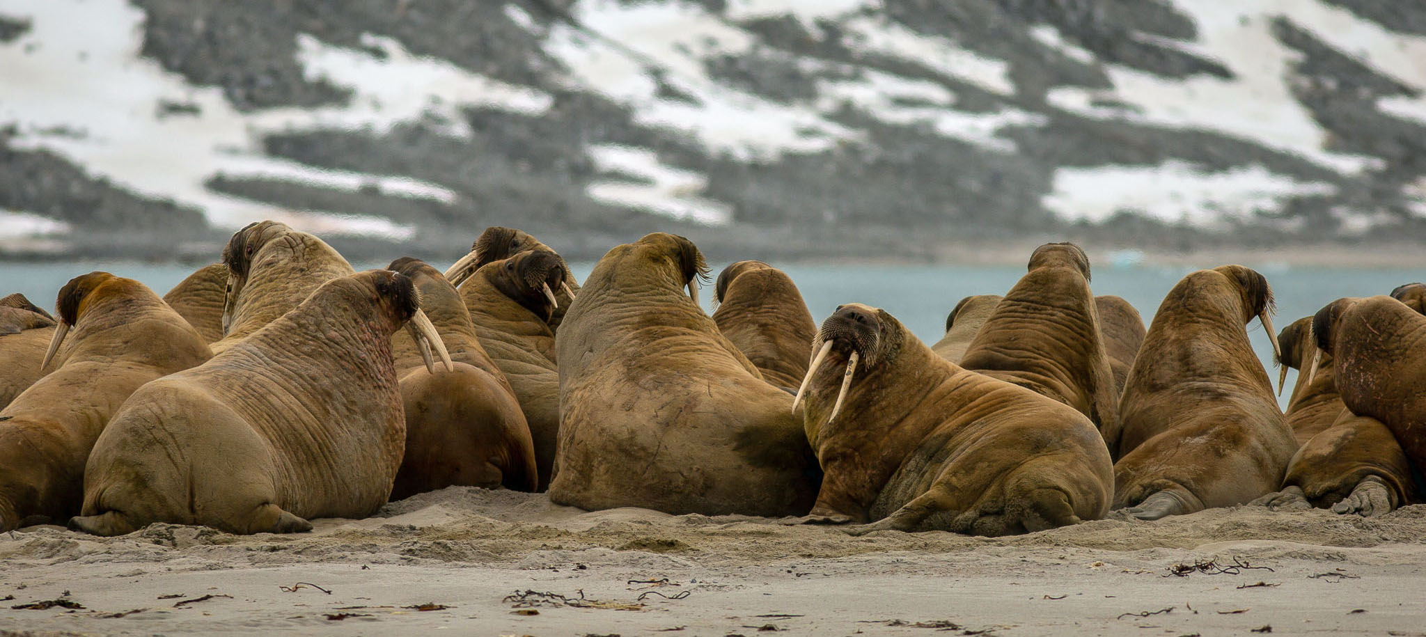 Walrus Haul Out - Karen Czekalski