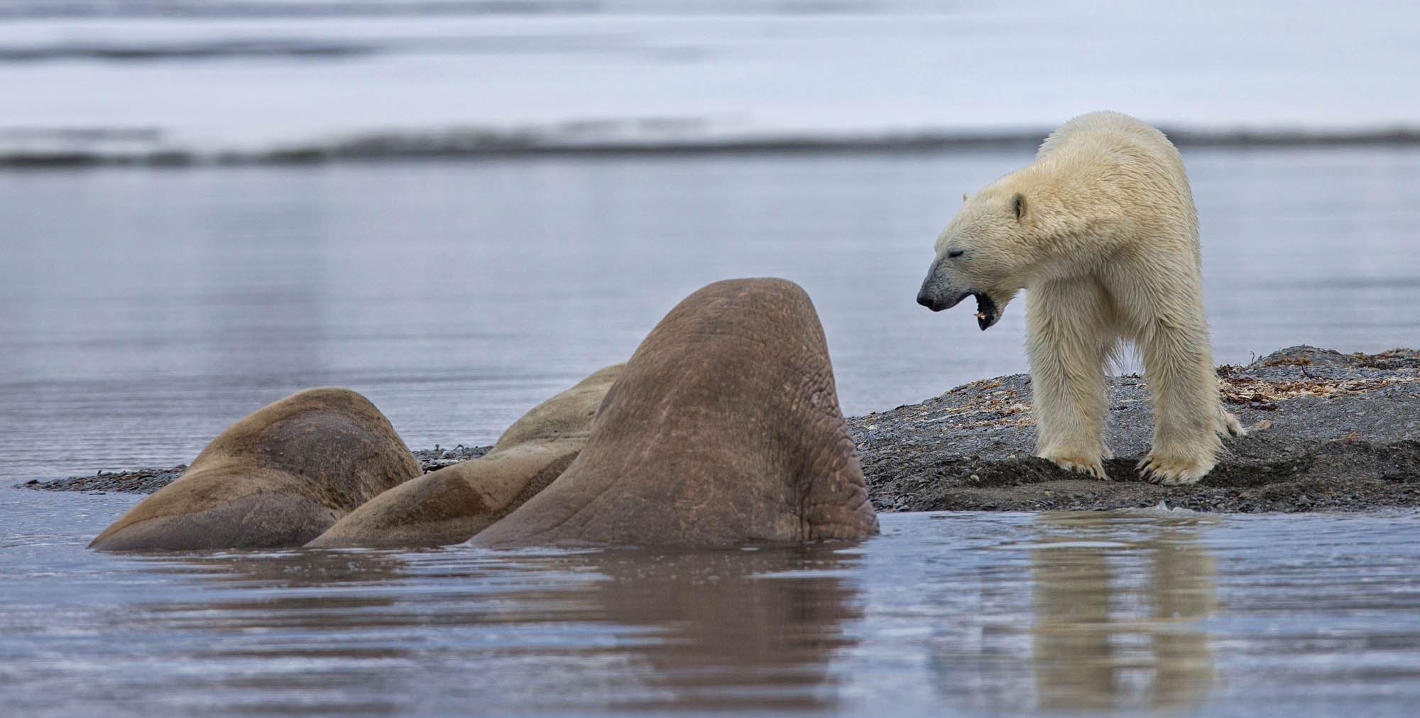 Polar Bear hunting Walrus in Spitsbergen - Jordi Plana