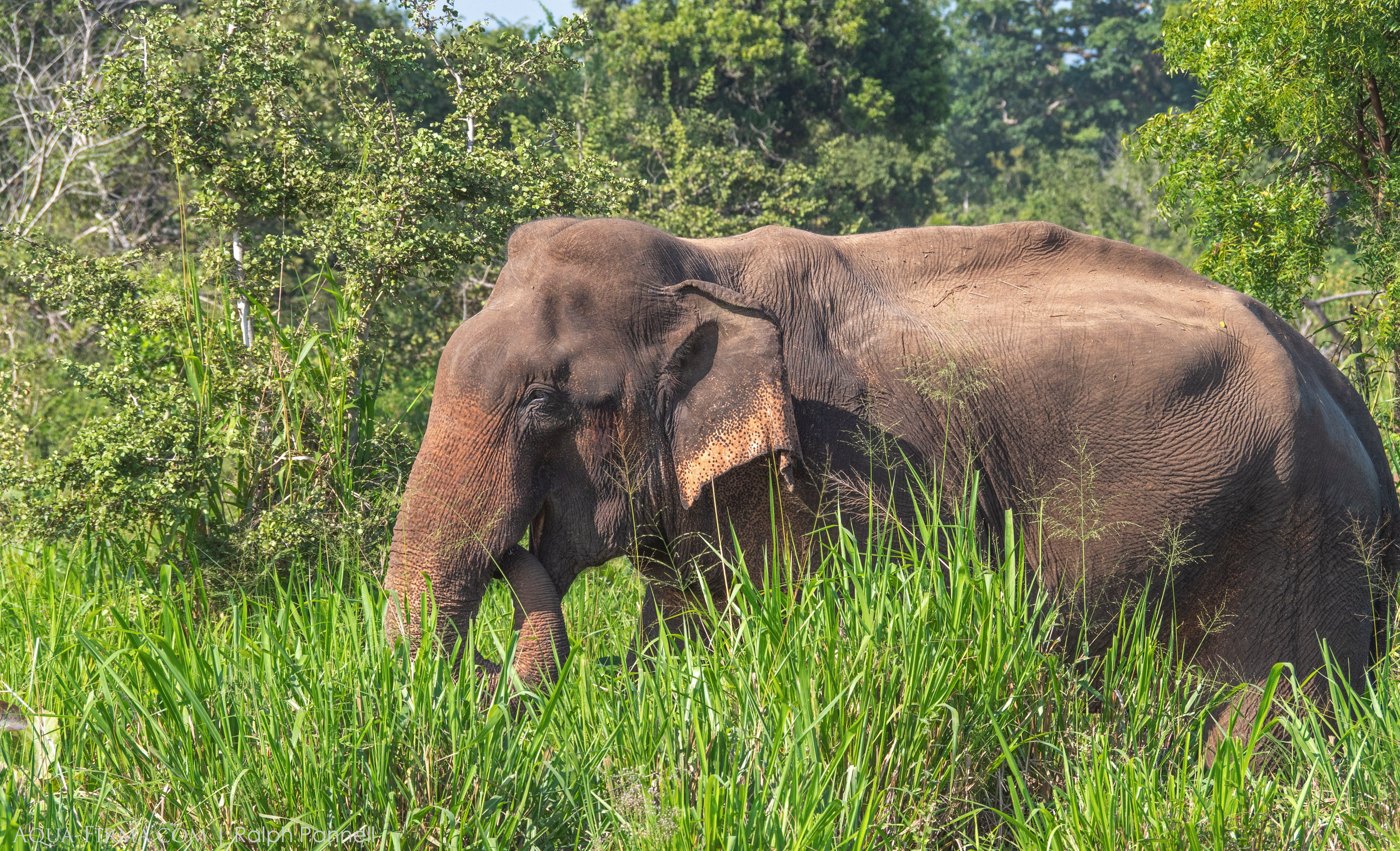 Asian Elephant Sri Lanka wildlife safarrs