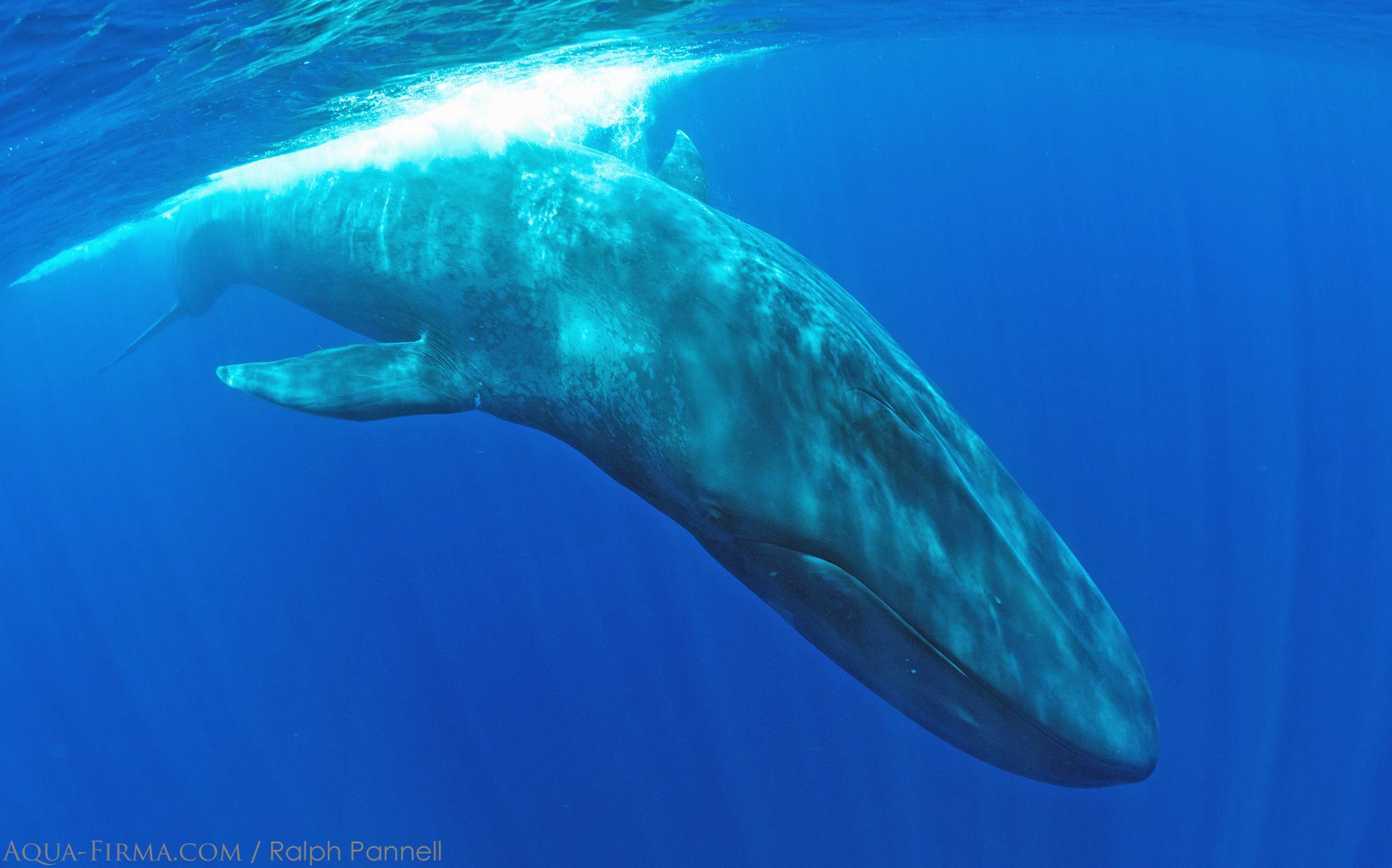 Snorkel with Blue Whale Sri Lanka Ralph Pannell