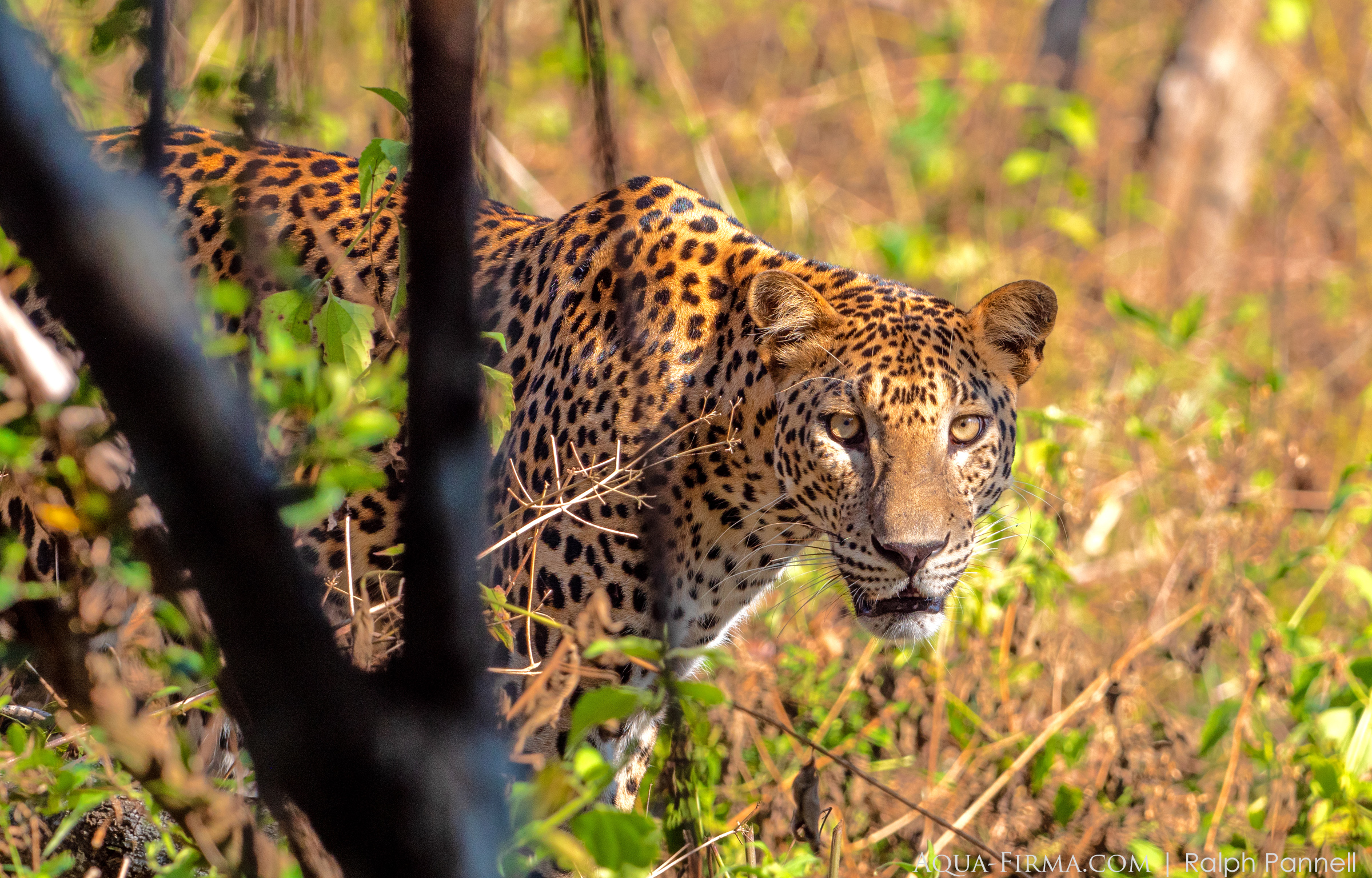Leopard Wilpattu National Park Sri Lanka