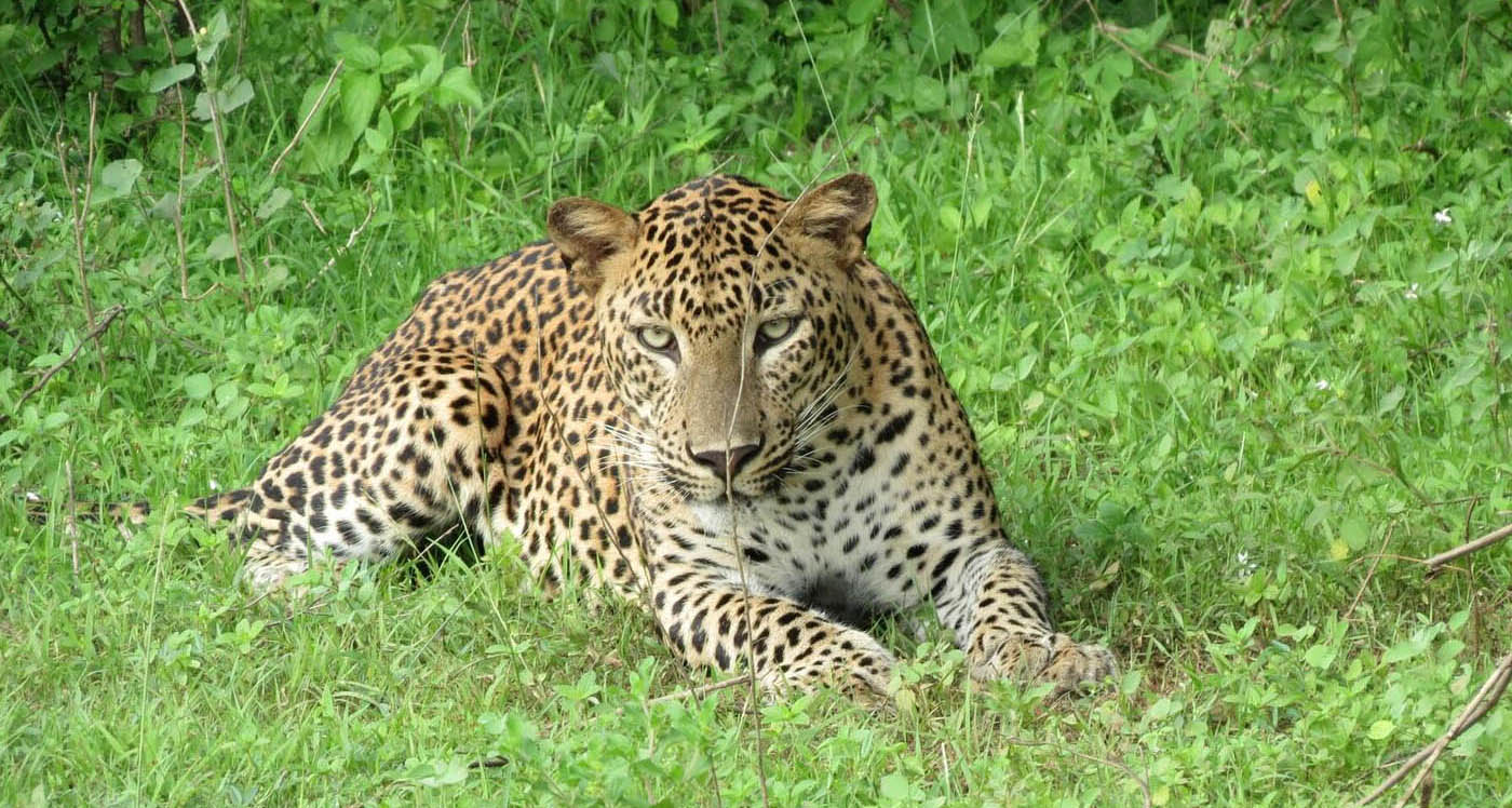 Leopard in Sri Lanka