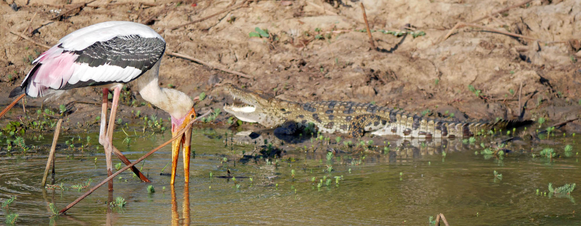 Painted Stork & Crocodile - Charlotte Caffrey