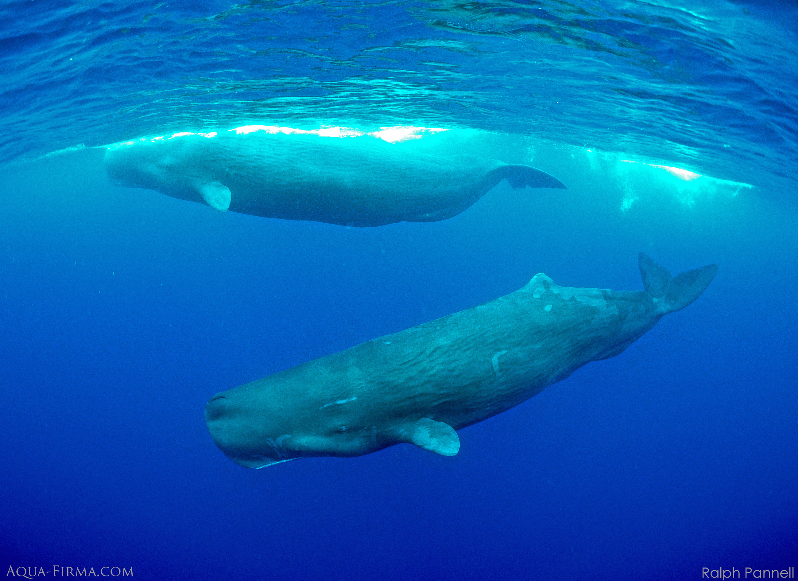 Dive with Sperm Whales Sri Lanka underwater photography Ralph Pannell