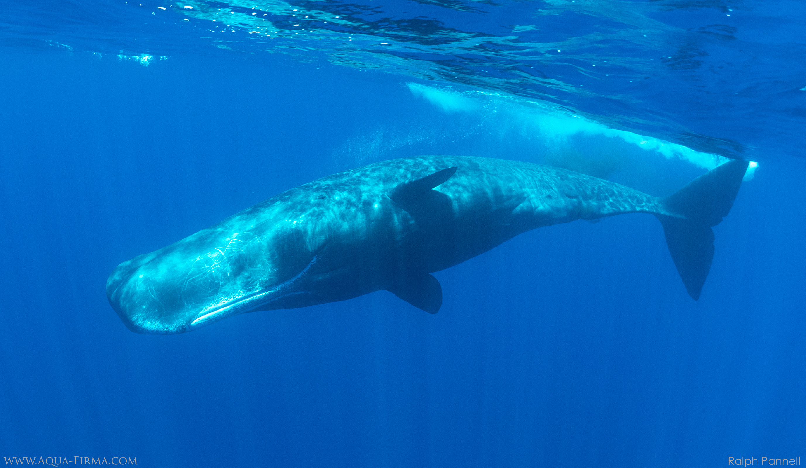 Sperm Whale Underwater in Sri Lanka photo by Ralph Pannell Aqua-Firma