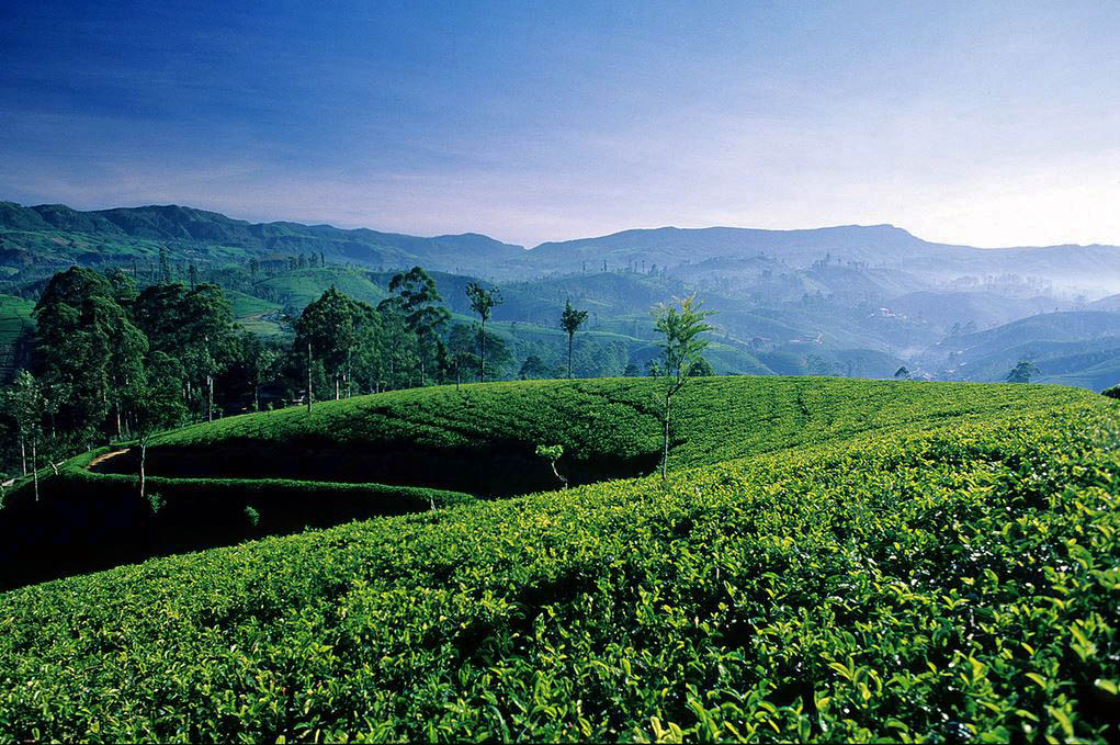 Tea Plantations in Nuwara Eliya